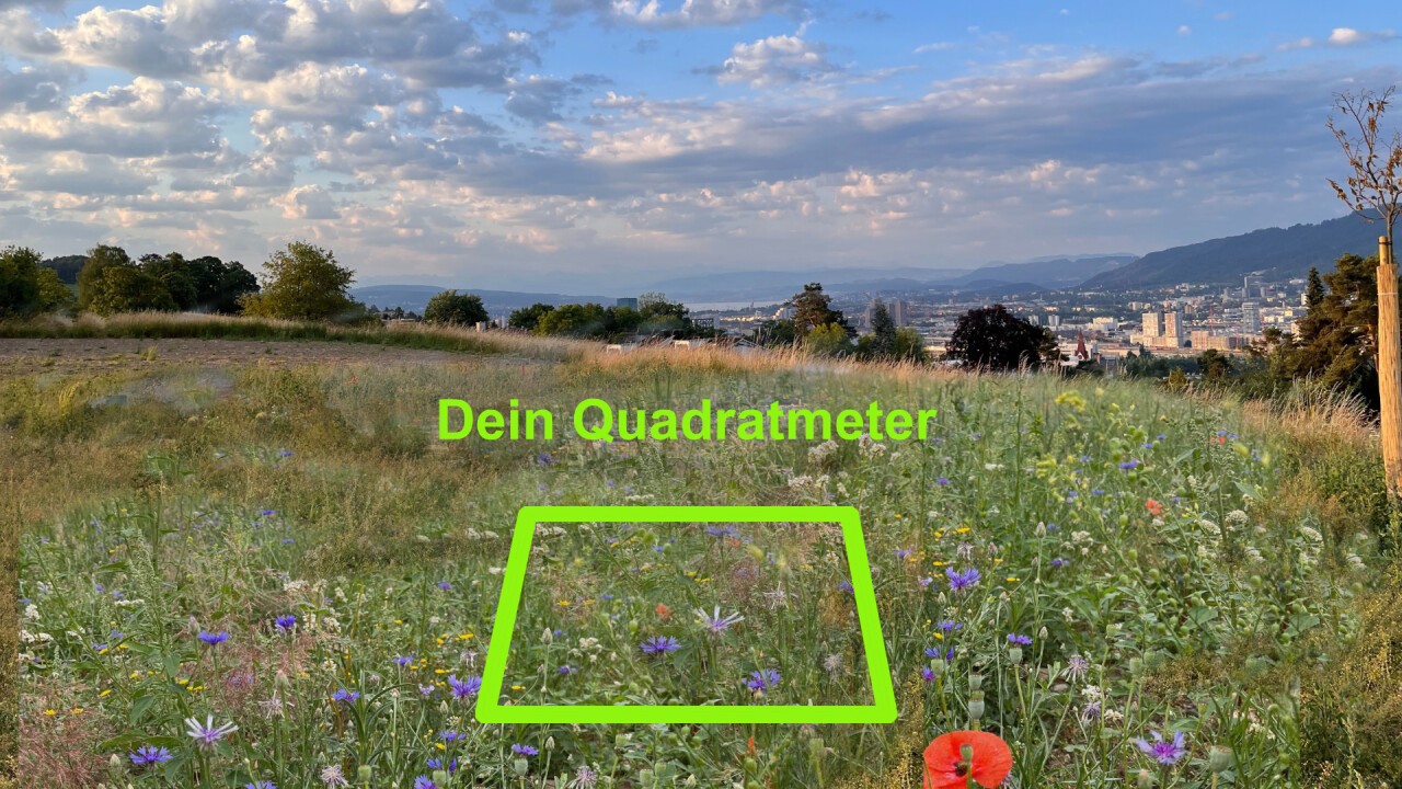Dein Quadratmeter wertvolle Biodiversität mit bester Sicht auf Zürich