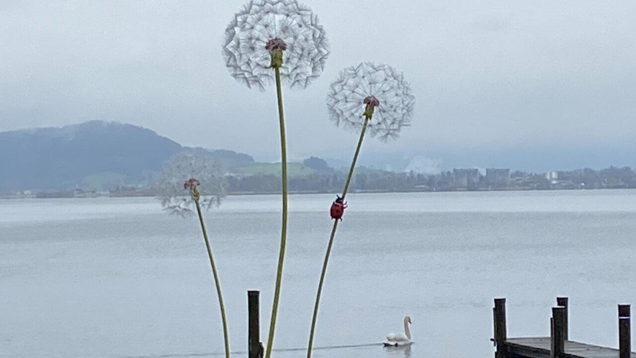 3er Bouquet Pusteblumen am Zürichsee