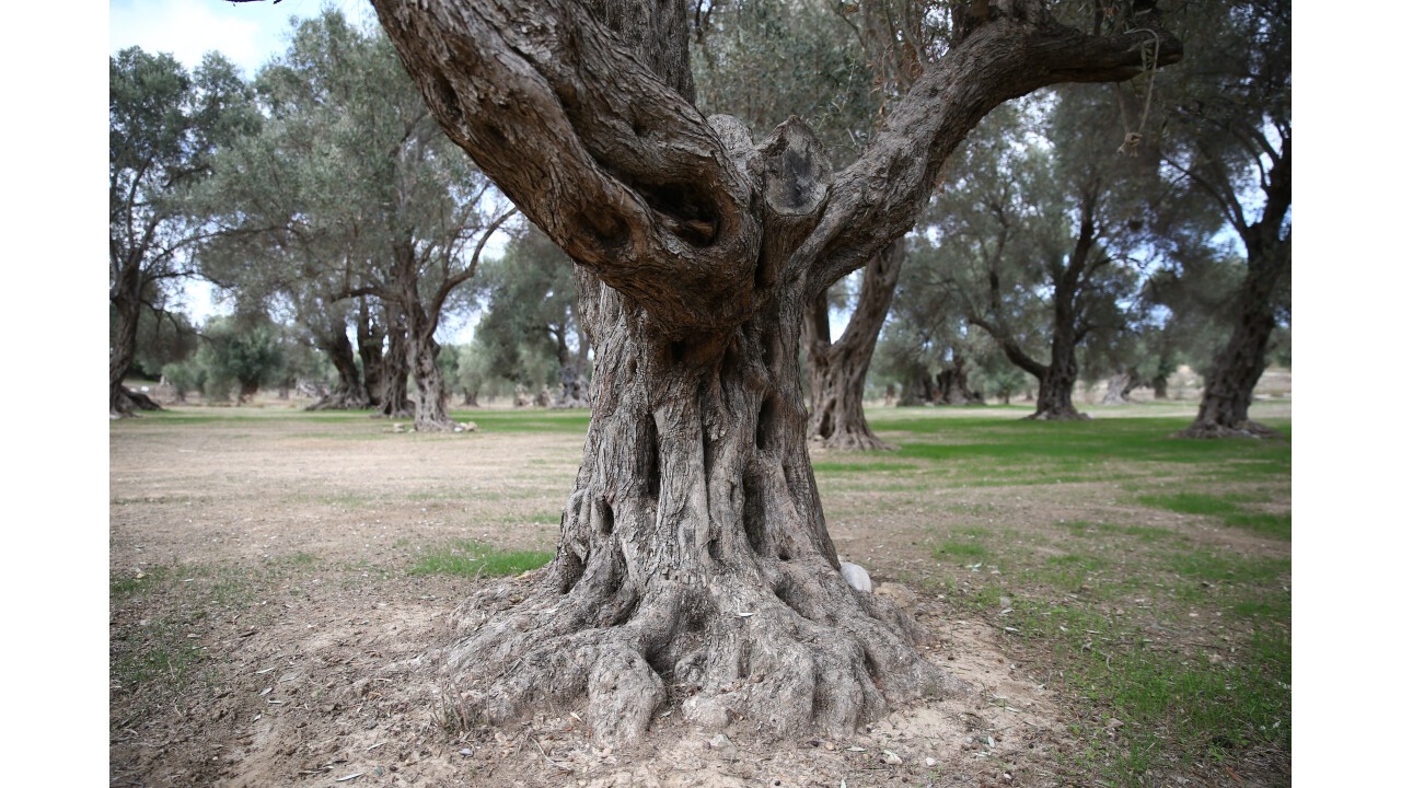 Throumbolia Hain Kreta (GR)