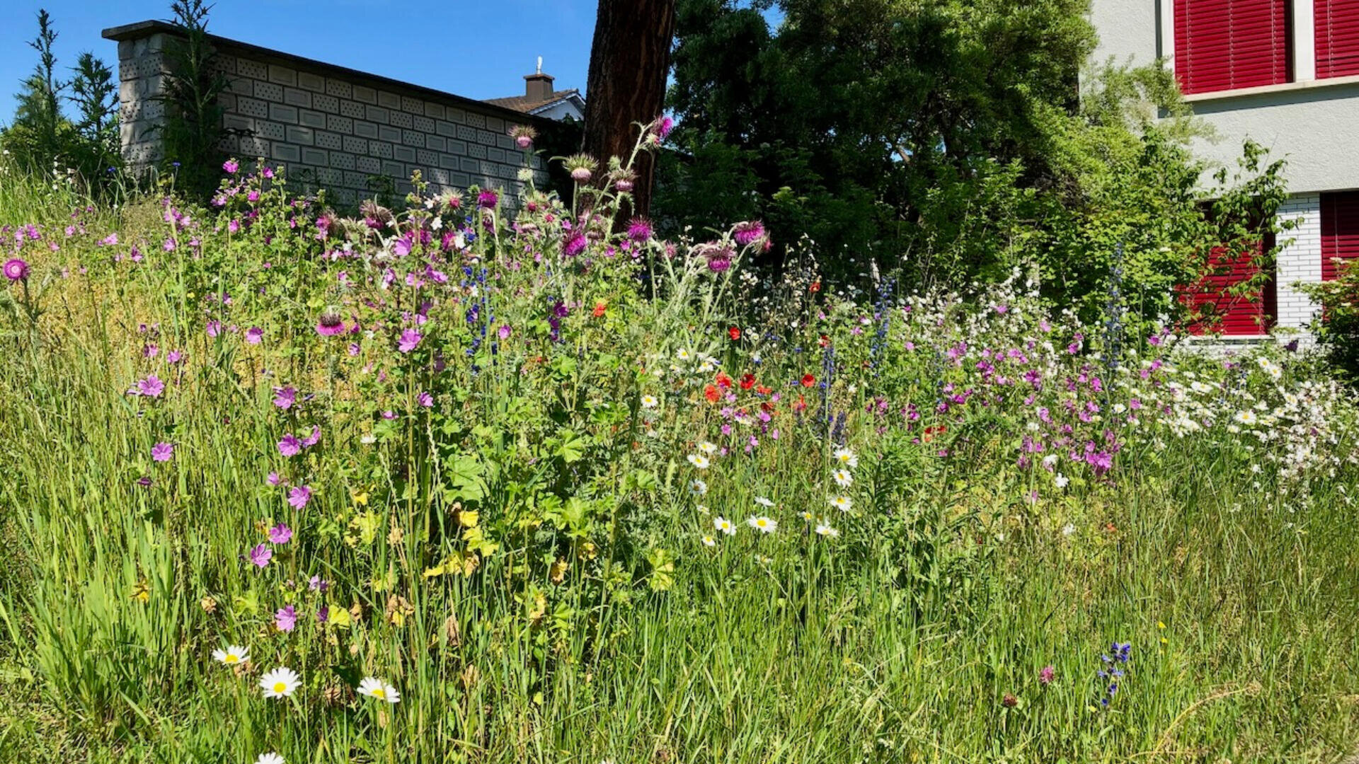 Ein Garten mit hohem Gras und verschiedenen blühenden Wildblumen, darunter Gänseblümchen und violette, rosa und rote Blumen, wächst in der Nähe eines Gebäudes mit roten Fensterläden und einer Steinmauer im Hintergrund.