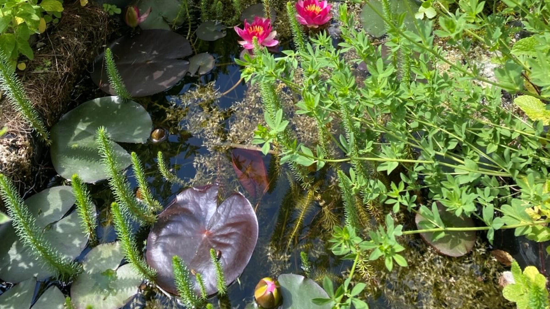 Ein kleiner Teich mit Seerosenblättern, rosa Seerosen und verschiedenen Wasserpflanzen, die um und im Wasser wachsen. Das Sonnenlicht scheint auf das grüne Laub und die Oberfläche des Teichs.