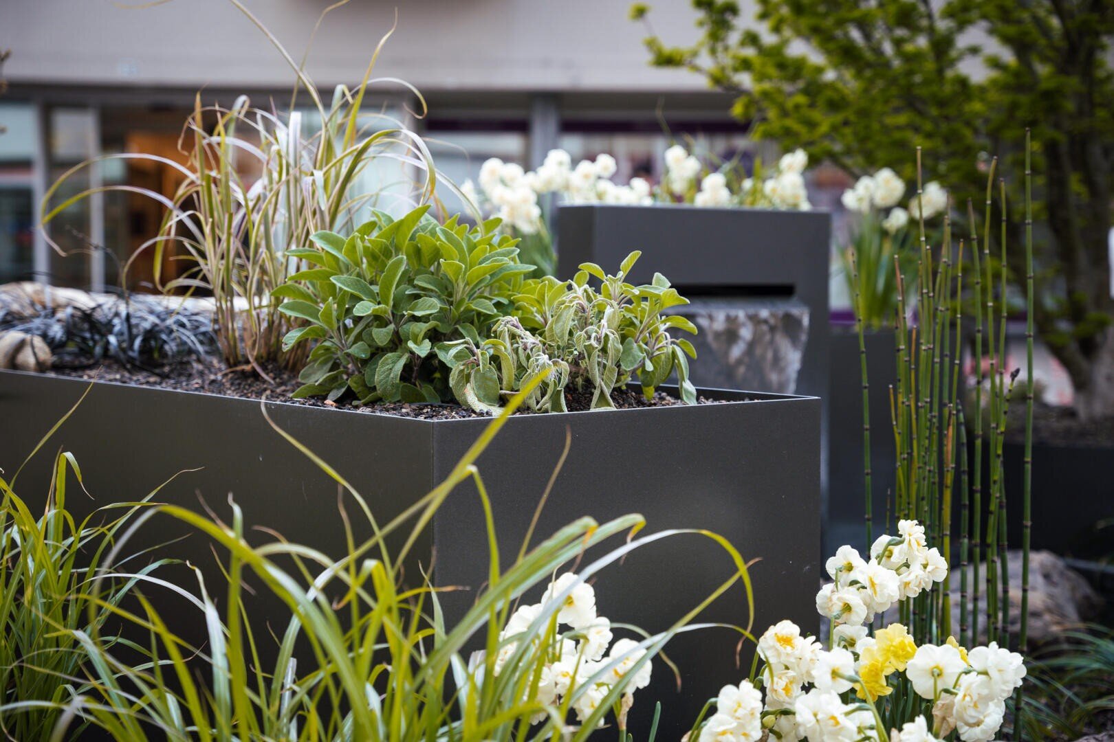 A modern outdoor planter filled with green leafy plants and ornamental grasses, surrounded by blooming white flowers and tall stems, set in an urban garden space.