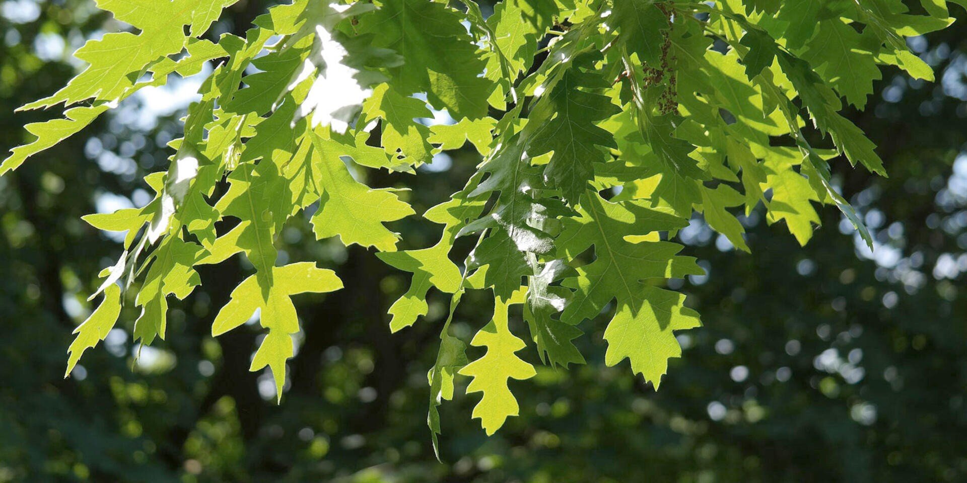Das Sonnenlicht fällt durch die grünen Eichenblätter eines Baumes und wirft Licht und Schatten. Die Blätter haben spitze Lappen und ausgefranste Ränder mit einem verschwommenen Hintergrund aus weiterem Laub.