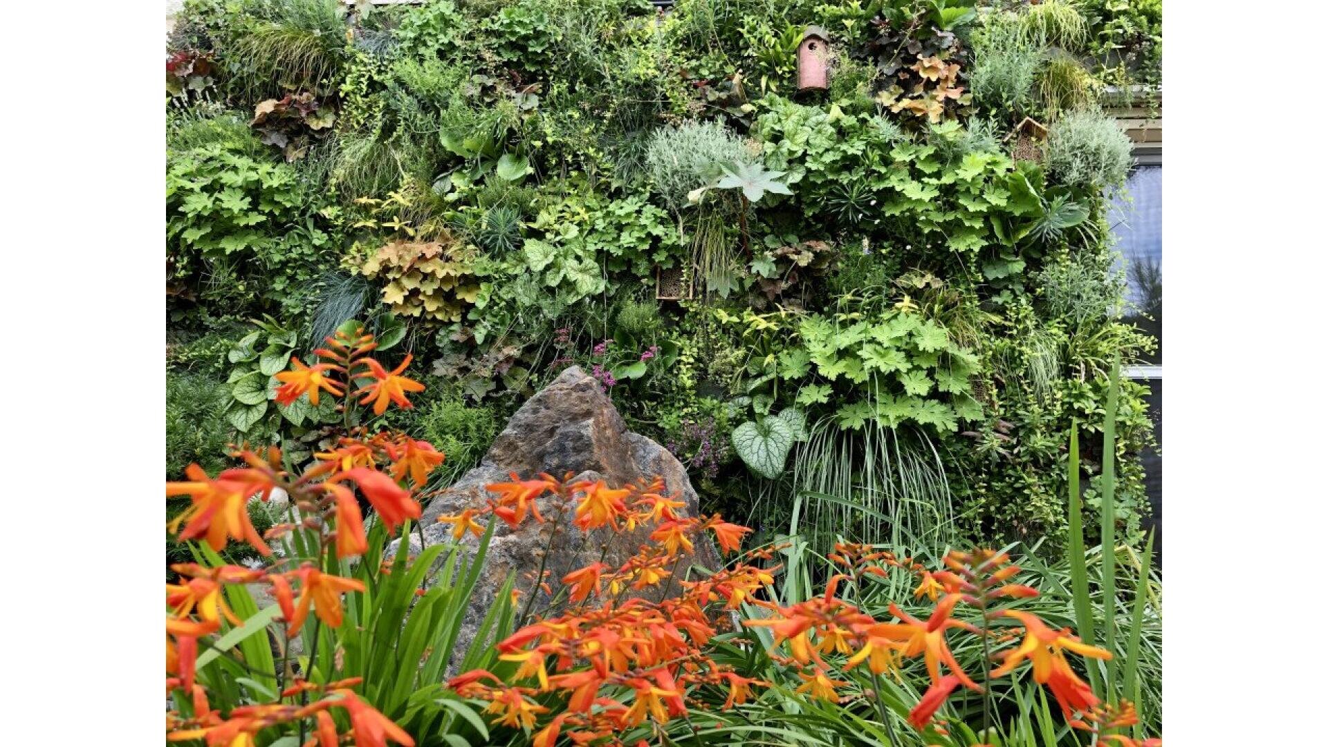 A lush vertical garden wall covered in various green plants stands behind orange flowers and a large rock; a small red birdhouse hangs near the top of the wall.