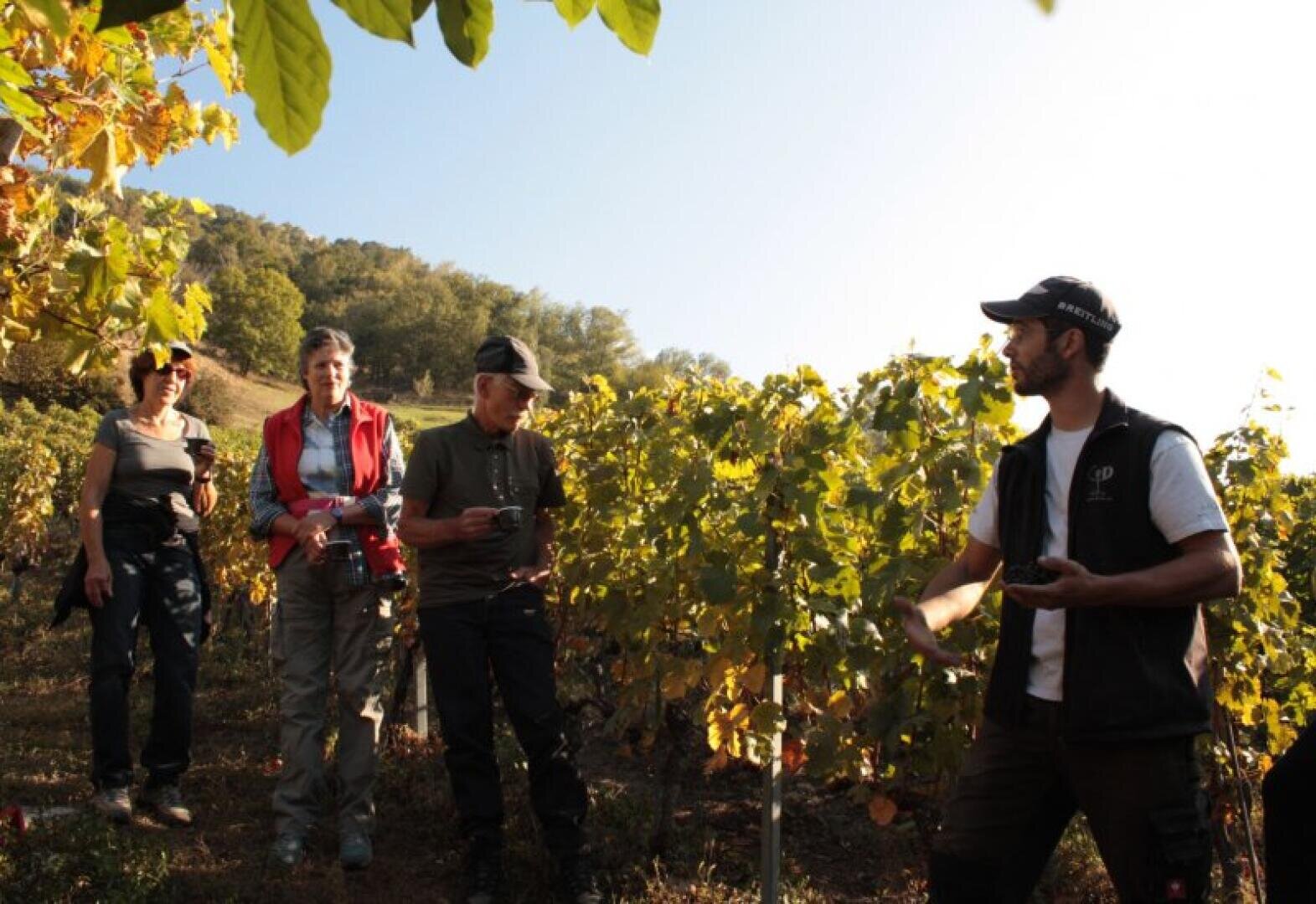 Four people stand among grapevines on a sunny hillside, listening to a man in a cap and vest who appears to be explaining something. The group looks engaged, surrounded by green and yellow foliage.
