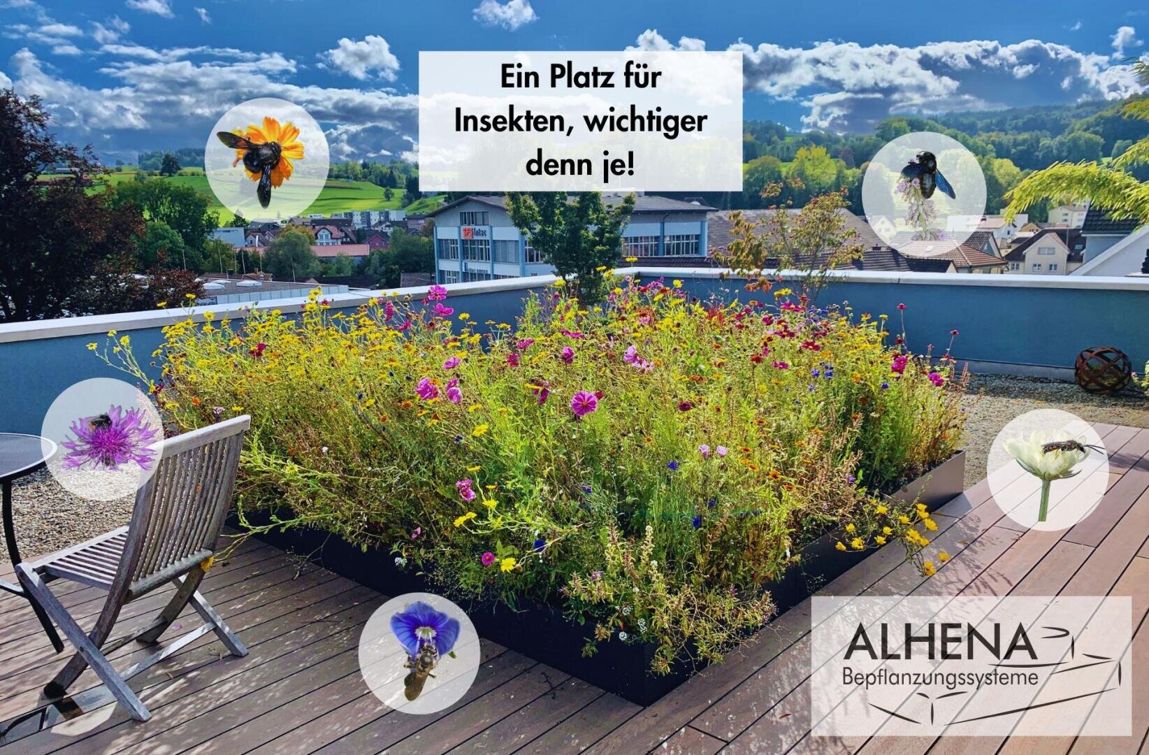 Ein mit Wildblumen gefüllter Dachgarten, umgeben von städtischen Gebäuden. Eingeschobene Bilder von Bienen und Insekten heben Bestäuber hervor. Der deutsche Text lautet: Ein Platz für Insekten, wichtiger denn je!, mit dem ALHENA-Logo unten rechts.