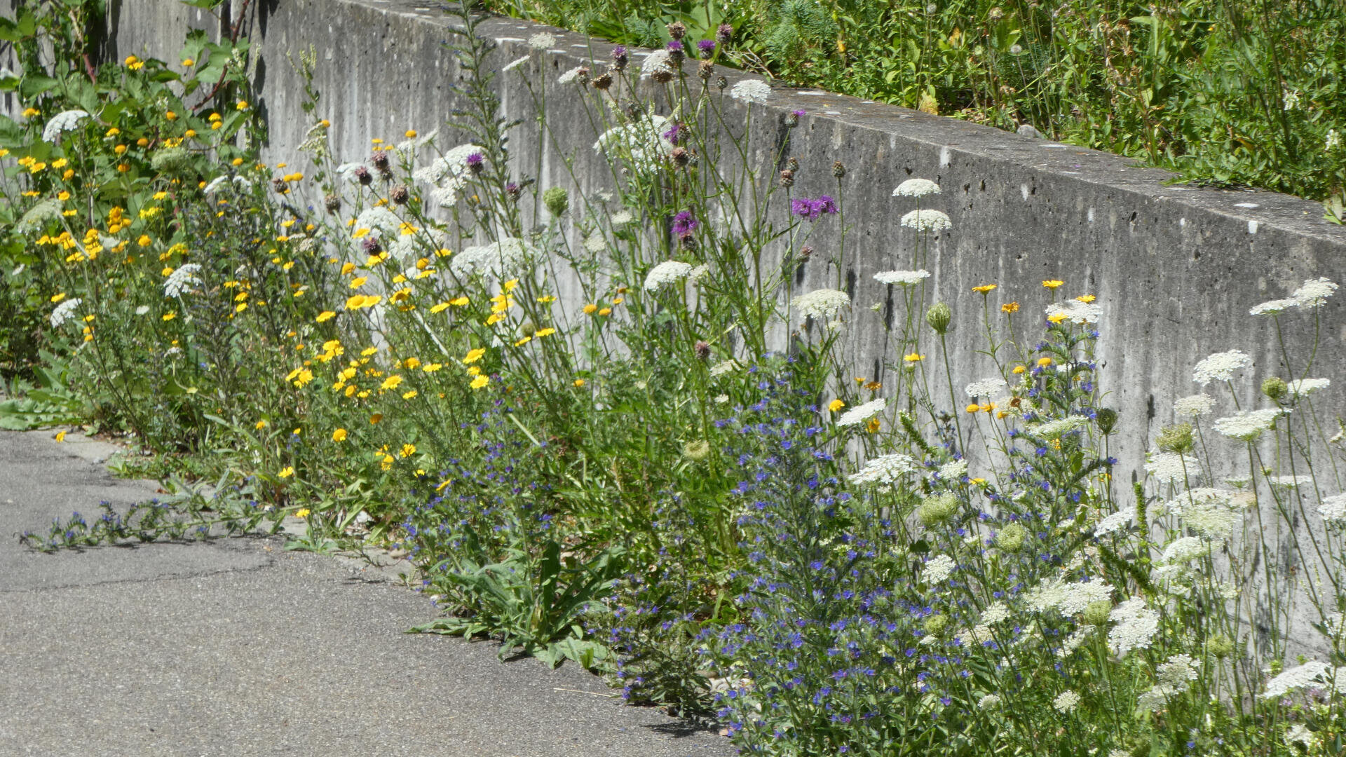 Wildblumen, darunter gelbe, weiße, blaue und violette Blüten, wachsen dicht entlang des Sockels einer verwitterten Betonmauer neben einem gepflasterten Weg, mit grünem Gras und Laub im Hintergrund.