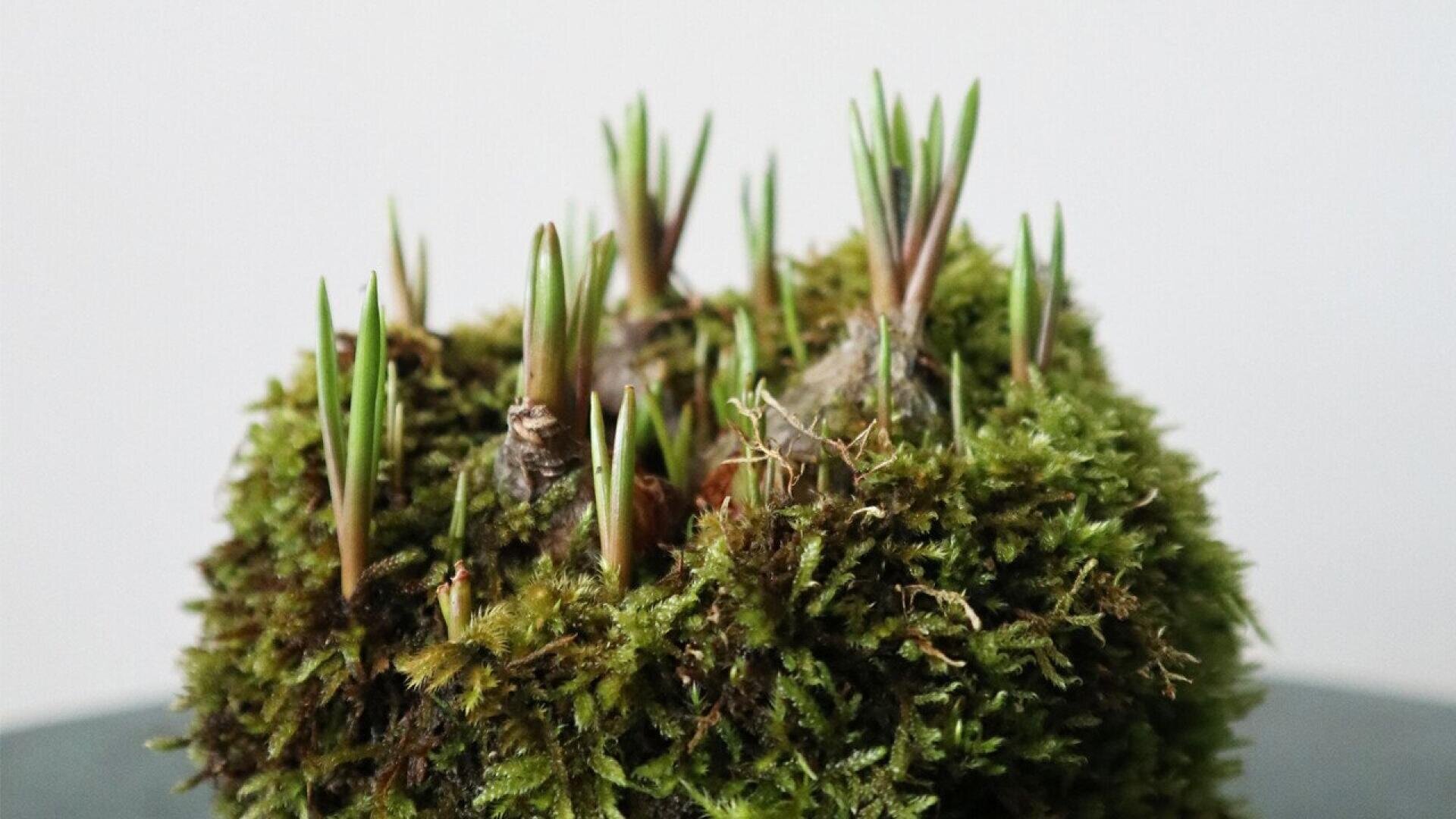 A close-up of bright green moss with several small pine sprouts emerging vertically from its surface, set against a plain, light background.