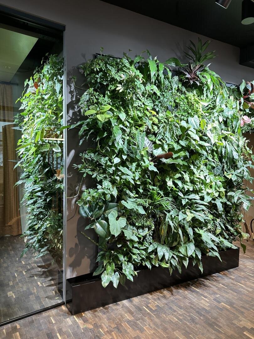 Ein üppiger grüner vertikaler Garten bedeckt die Eckwand eines Innenraums mit einer Vielzahl von Blattpflanzen. Der Garten befindet sich neben einer Glastür, und der Boden ist aus dunklem Holz.
