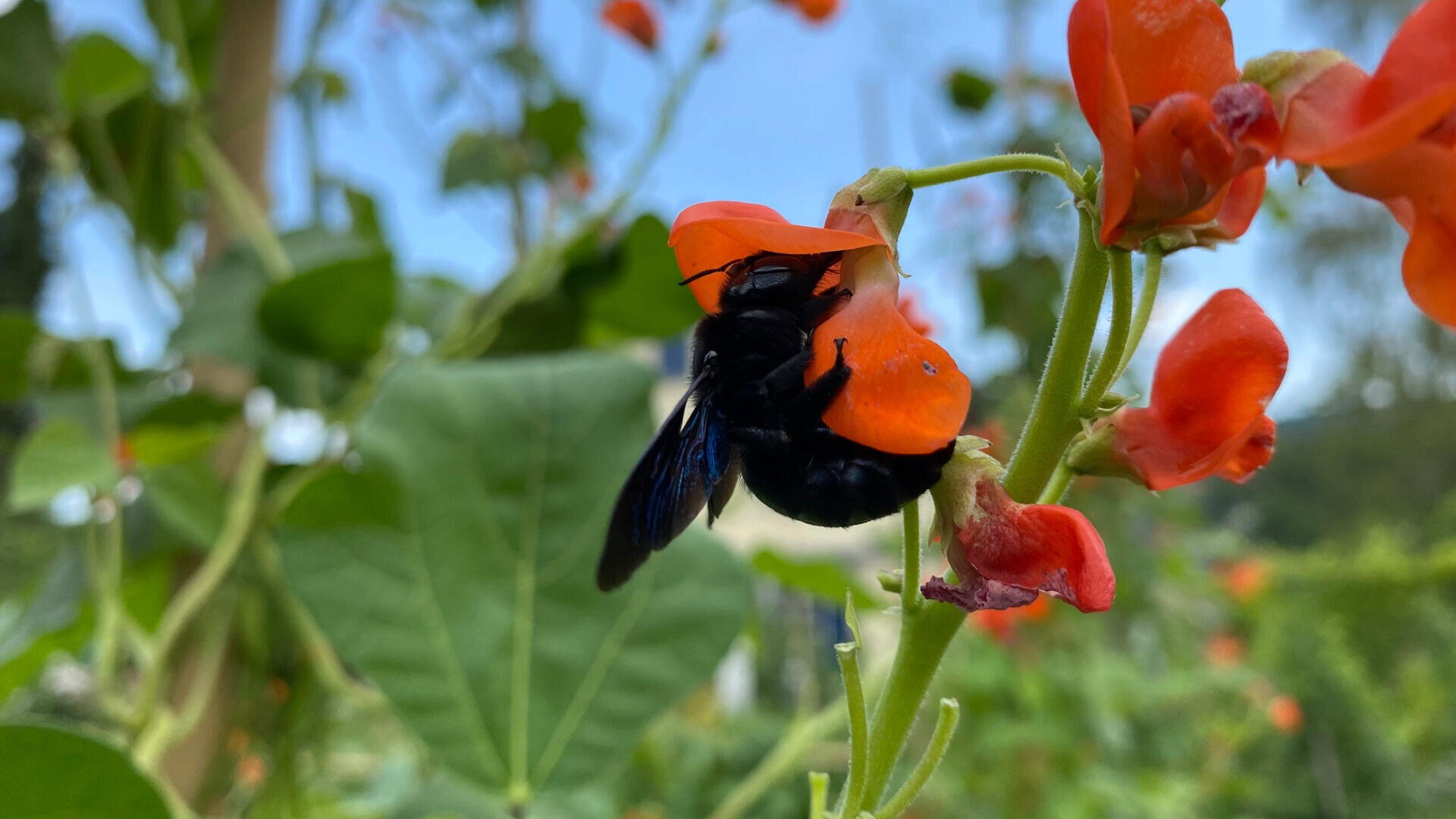 Nahaufnahme einer großen schwarzen Biene mit blauen Flügeln, die Nektar von einer leuchtend orangefarbenen Blüte sammelt, umgeben von grünen Blättern und unscharfem Laub im Hintergrund.