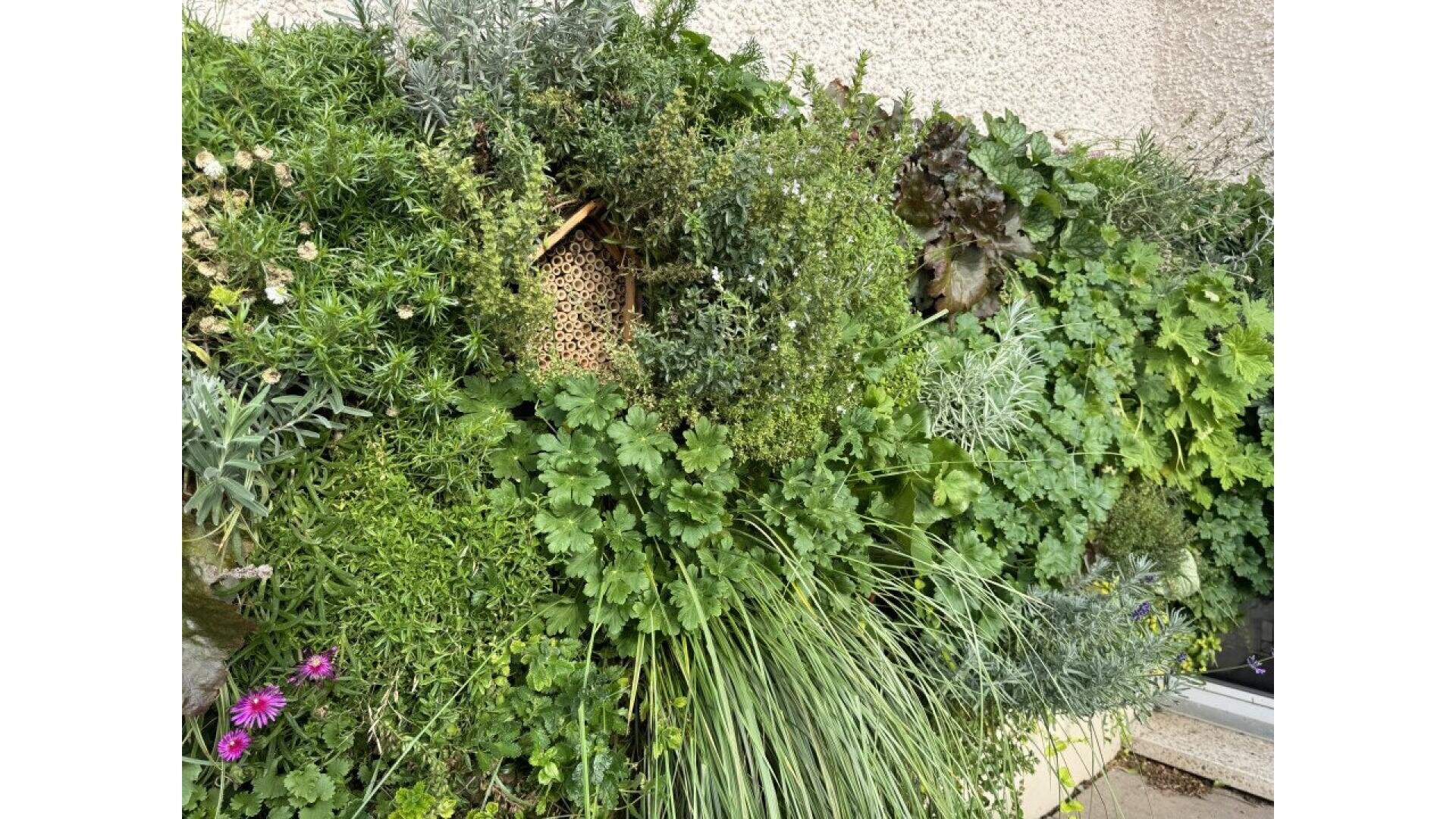 A lush vertical garden featuring a variety of green plants and herbs, including leafy foliage and grasses, is growing against a beige wall. A small, natural wooden insect hotel is nestled among the plants.