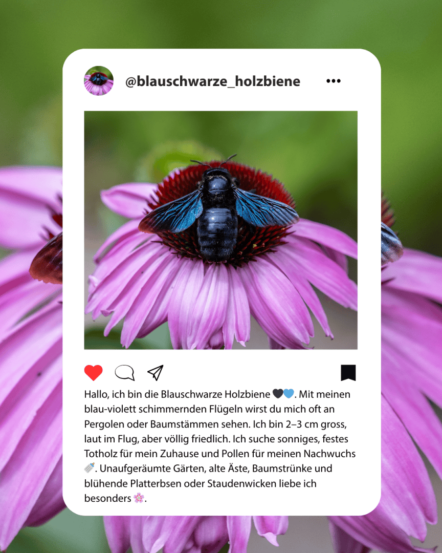Eine blau-schwarze Zimmermanns-Biene mit schillernden Flügeln sitzt auf den rosafarbenen Blütenblättern eines Sonnenhuts, dargestellt in einem nachgestellten Social-Media-Post mit deutschem Text über die Gewohnheiten und Vorlieben der Biene.