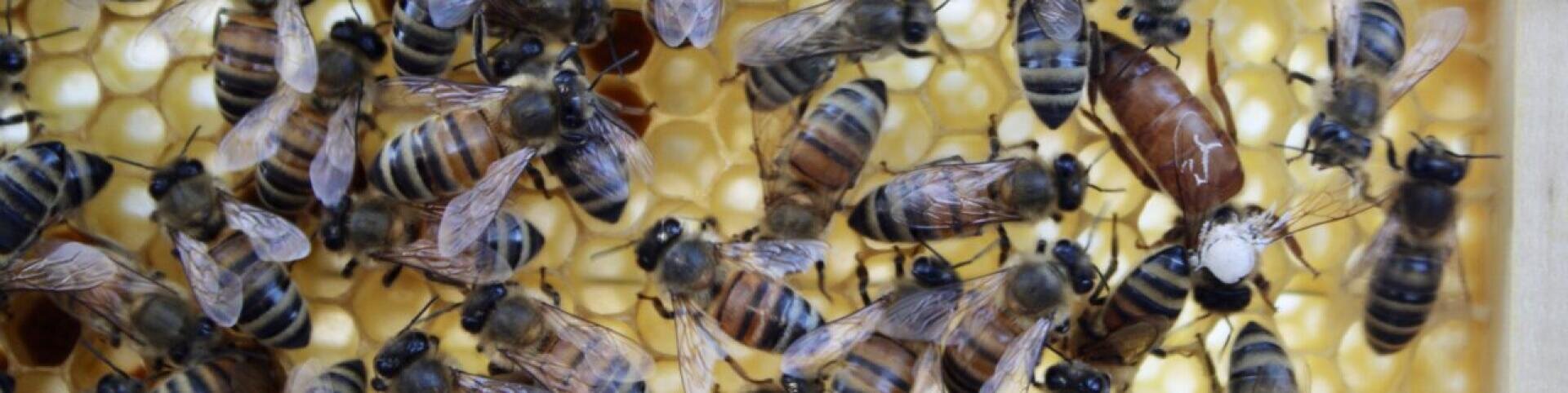 Eine Nahaufnahme von Honigbienen auf einer Wabe, wobei mehrere Bienen über die sechseckigen Wachszellen im Inneren eines Bienenstocks krabbeln.