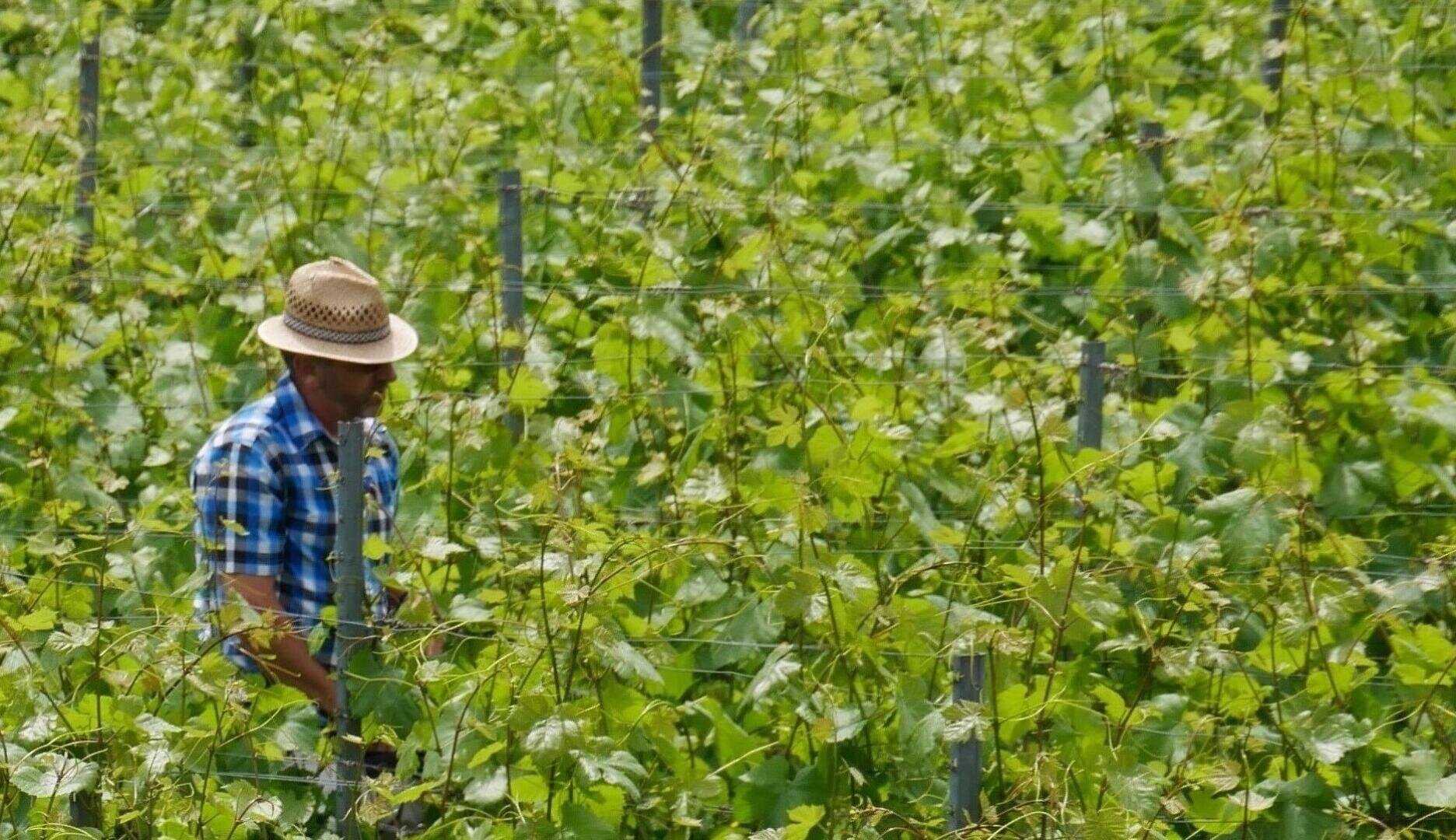 A person wearing a straw hat and a blue plaid shirt stands amidst lush green vines in a vineyard, partially obscured by the plants and metal posts.