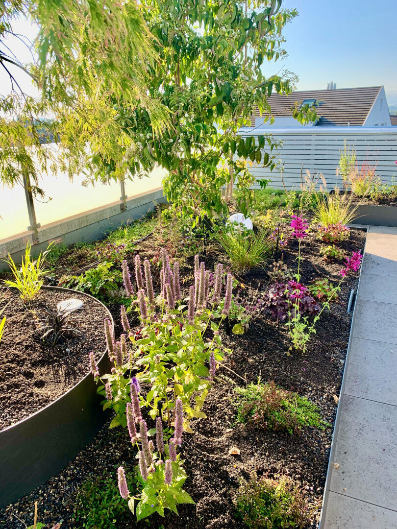 Ein Dachgarten mit blühenden violetten Blumen, grünen Pflanzen und einem kleinen Baum, der von einer Metallkante und einer Terrasse mit hellen Steinfliesen begrenzt wird. Das Sonnenlicht erhellt die Szene, im Hintergrund sind Gebäude zu sehen.