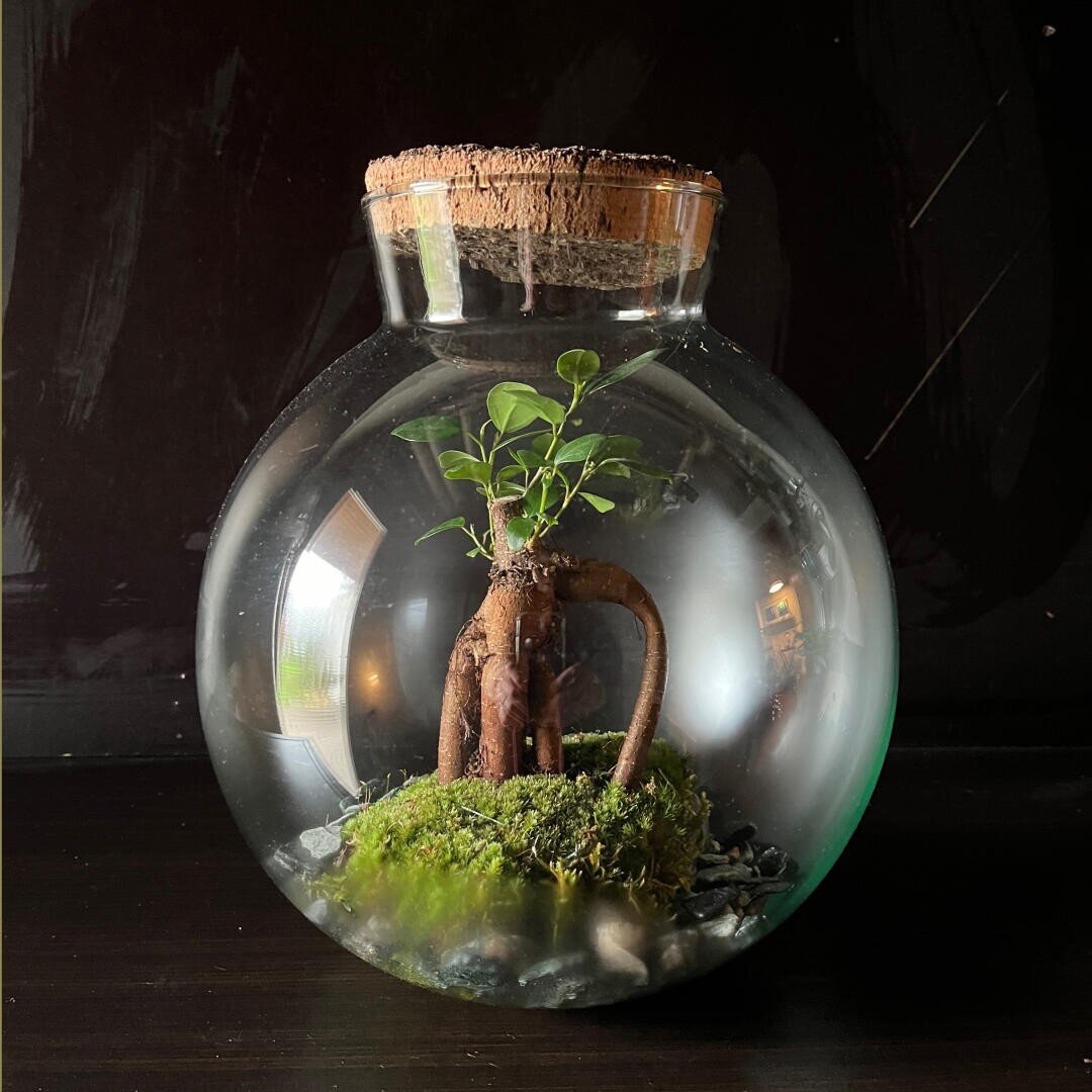 Ein rundes Glasterrarium mit Korkdeckel enthält eine kleine Pflanze mit grünen Blättern, die in Moos und Erde wurzelt und von Steinen umgeben ist, alles vor einem dunklen Hintergrund.