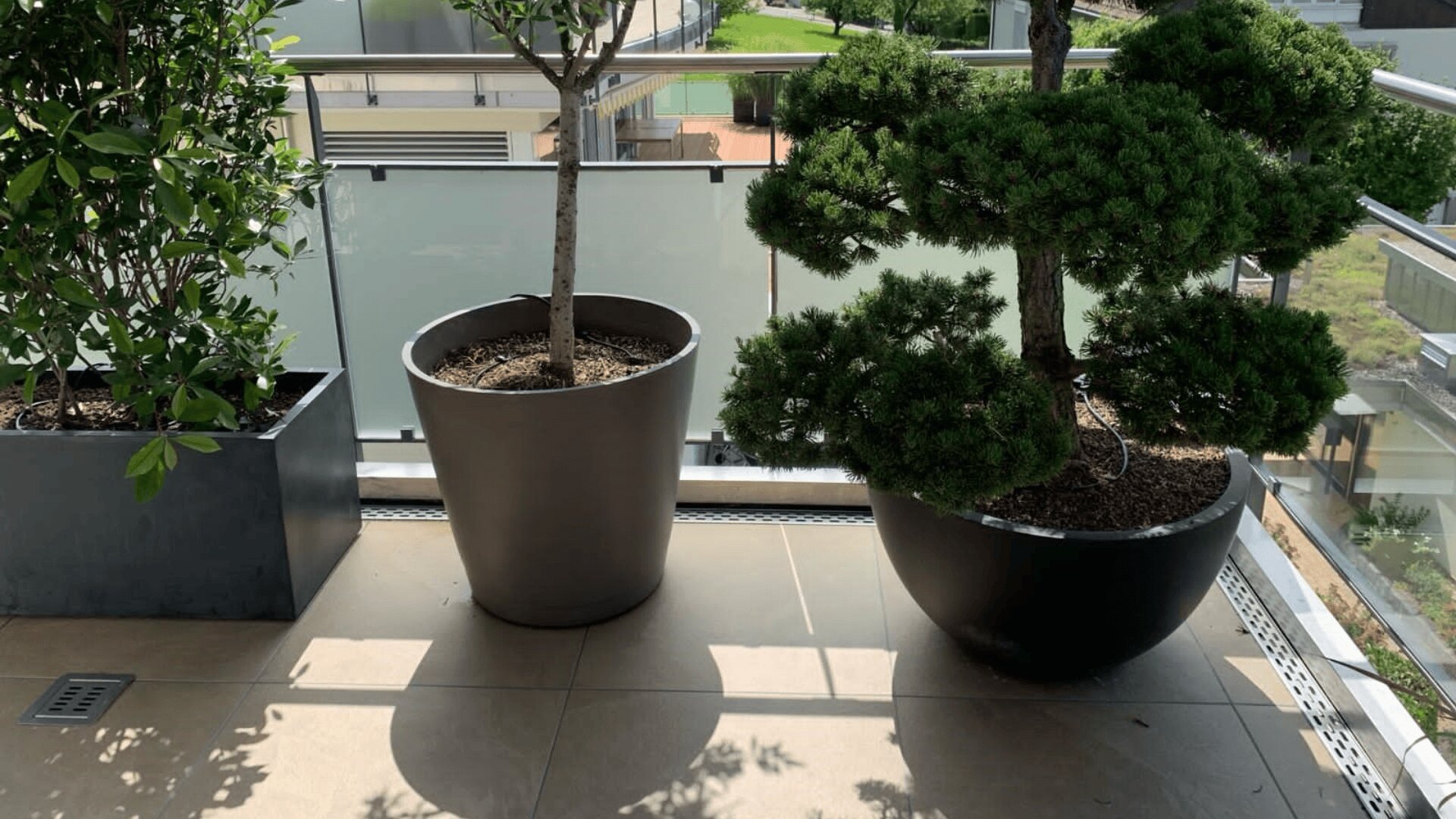Zwei große Topfbäume auf einem sonnigen Balkon mit Glasgeländer; ein Baum hat einen geraden Stamm und abgerundete Blätter, der andere hat eine skulpturale, stufige Form mit dichtem grünen Laub. Jenseits des Balkons sind Gebäude und Grünanlagen zu sehen.