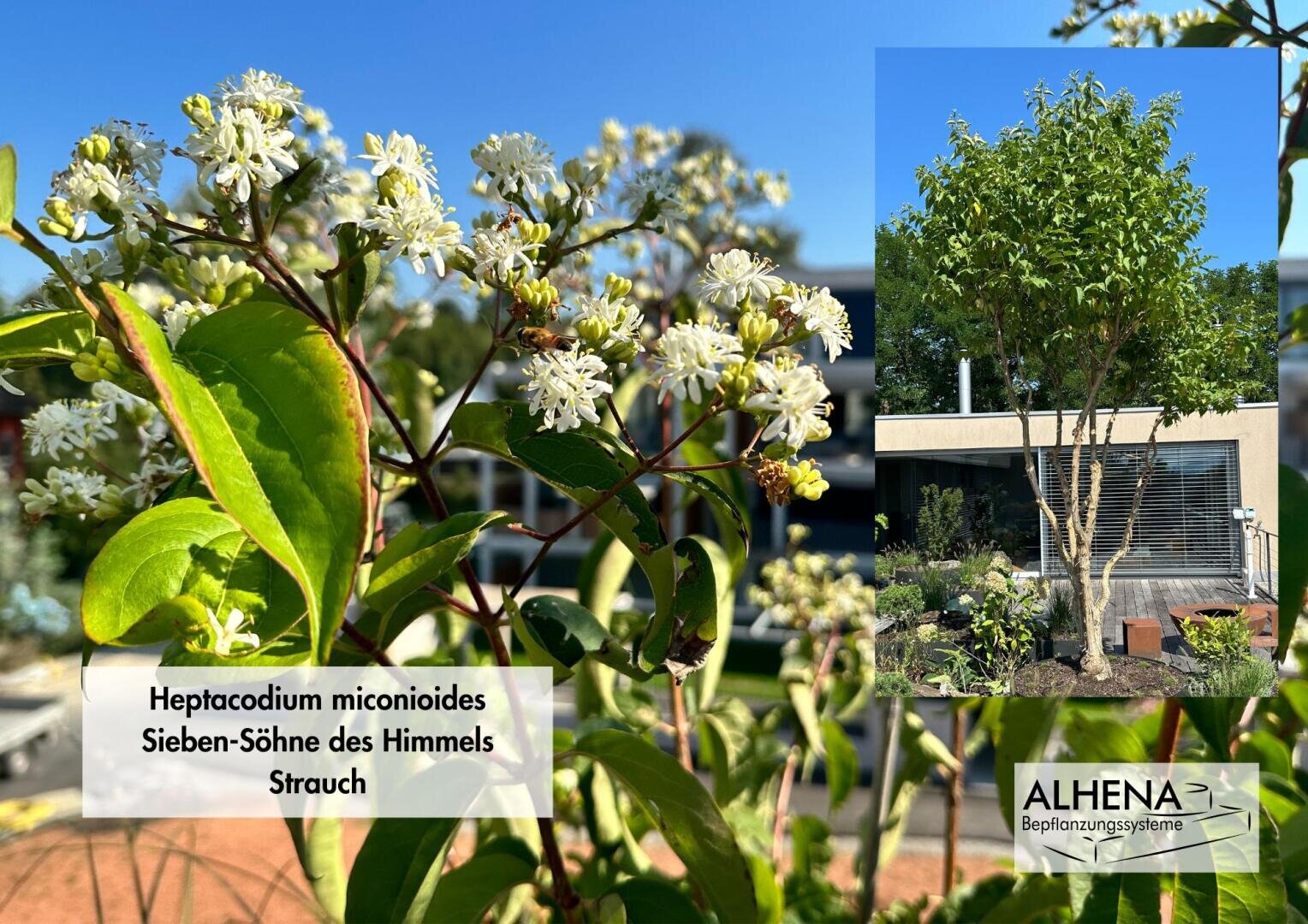 Nahaufnahme der weißen Blüten von Heptacodium miconioides mit grünen Blättern. Inset zeigt einen kleinen Baum, der in der Nähe eines modernen Gebäudes gepflanzt wurde. Der Text lautet Heptacodium miconioides Sieben-Söhne des Himmels Strauch und ALHENA Bepflanzungssysteme.