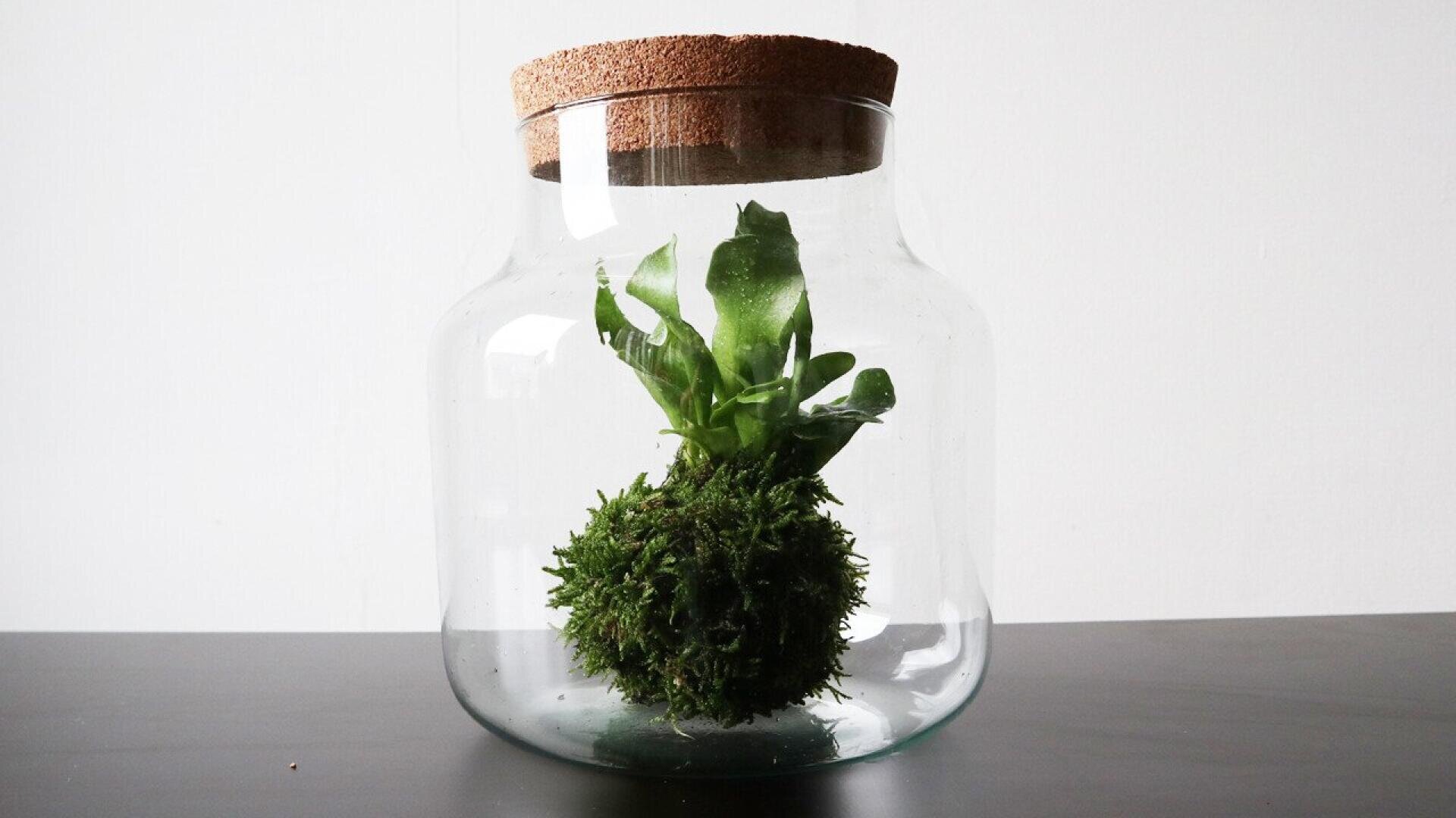 A glass jar with a cork lid contains a small green kokedama plant—moss-covered soil ball with leafy shoots—sitting on a black surface against a plain white background.