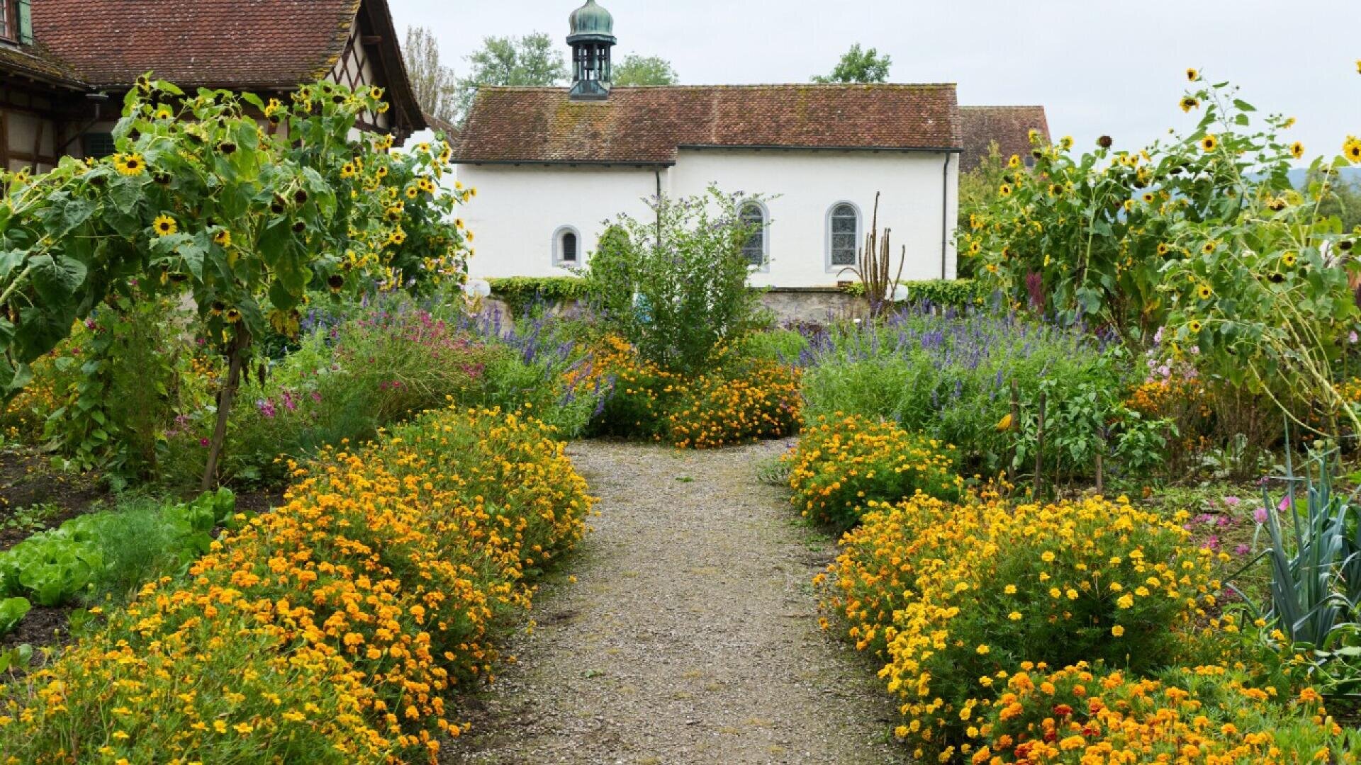 A gravel path lined with bright yellow flowers and tall sunflowers leads to a white building with a red-tiled roof and a small cupola, surrounded by lush green and blooming garden plants.