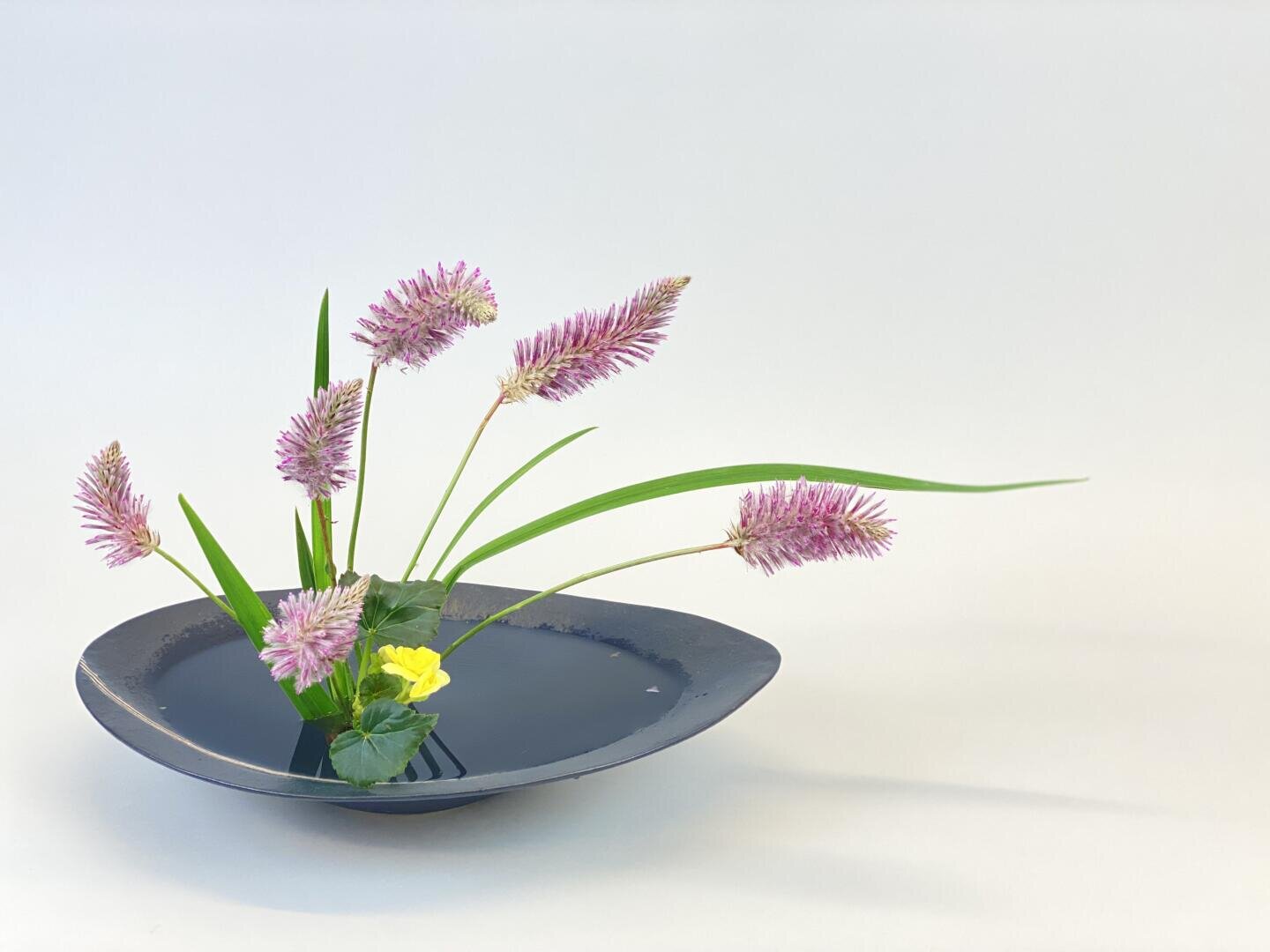 A minimalist flower arrangement with pink feather blossoms, long green leaves and a small yellow flower in a flat, black, leaf-shaped container filled with water against a simple light background.