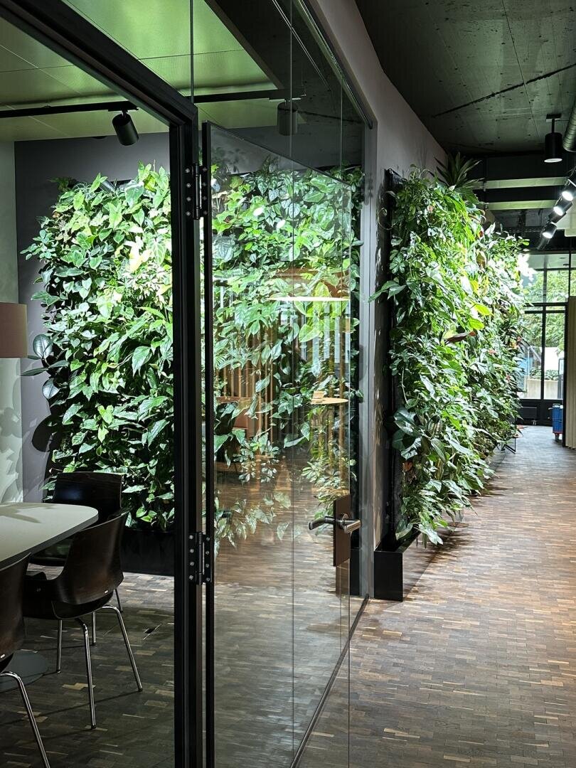Ein moderner Büroraum mit Glaswänden, dunklen Holzböden und einem lebendigen vertikalen Garten mit Grünpflanzen entlang einer Wand, der eine natürliche, frische Atmosphäre schafft.