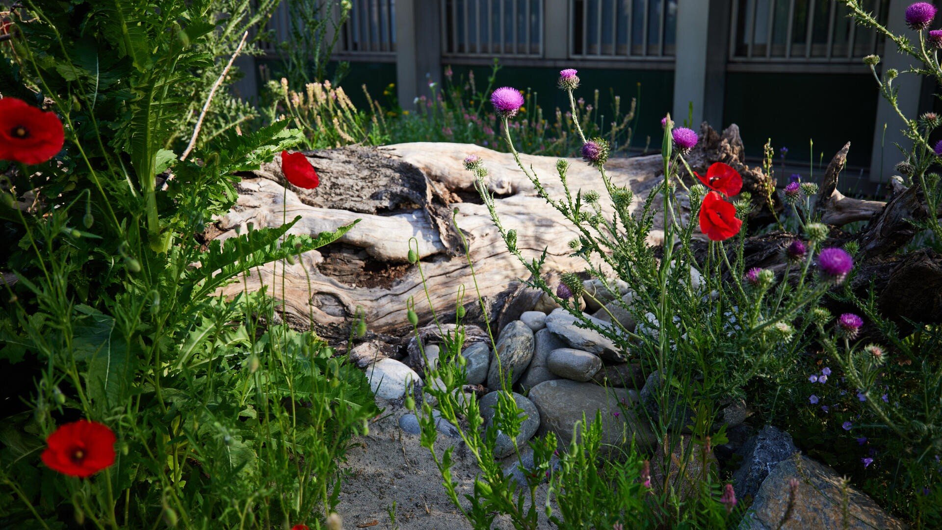 Ein verwitterter Baumstamm liegt inmitten von Felsen und Wildblumen, darunter roter Mohn und violette Disteln, mit einem Gebäude und Fenstern, die im Hintergrund verschwimmen. Das Sonnenlicht hebt das Grün und die Blumen hervor.