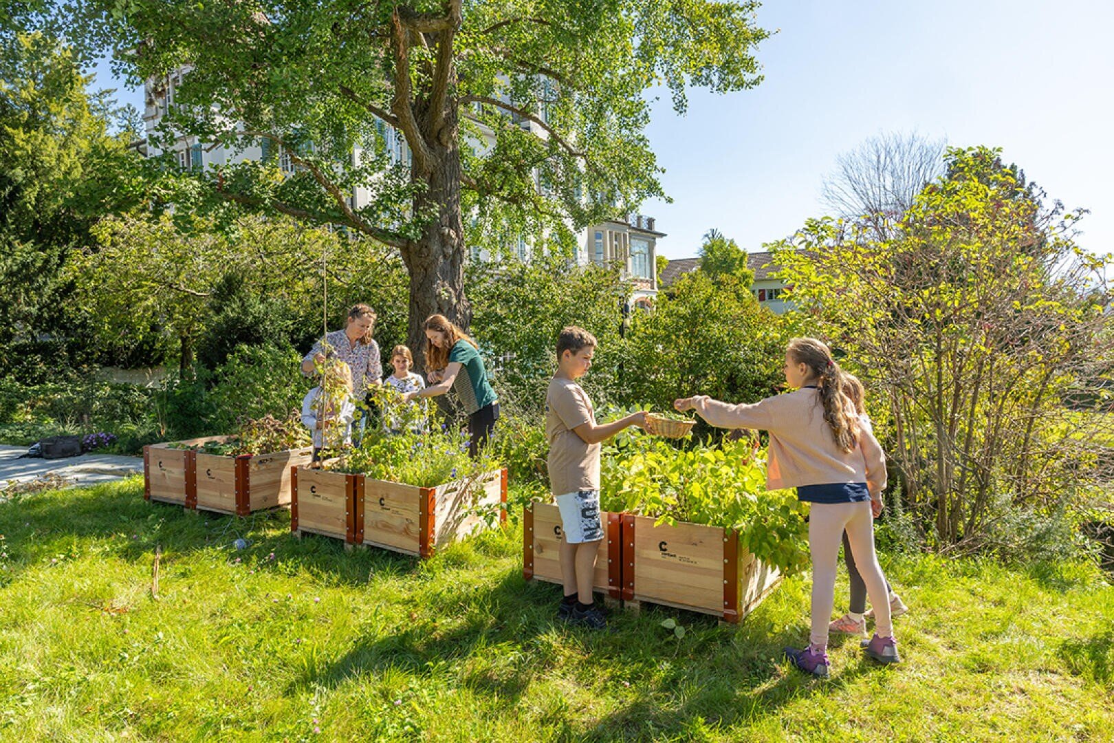 Vier Personen, darunter zwei Kinder und zwei Erwachsene, kümmern sich an einem sonnigen Tag auf einer von Bäumen und Sträuchern umgebenen Wiese um Pflanzen in Hochbeeten aus Holz. Die Kinder spielen miteinander, während die Erwachsenen sich um die Pflanzen kümmern.