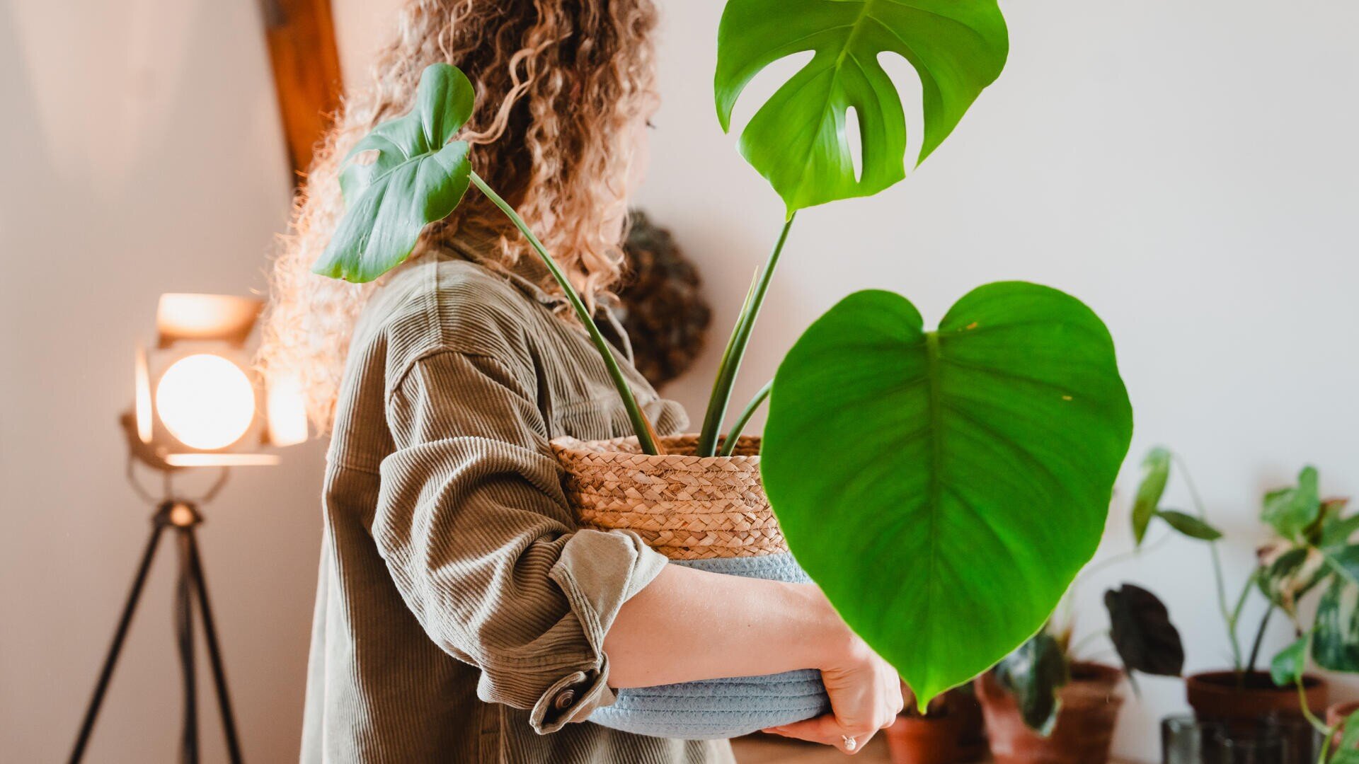 Eine Person mit lockigem Haar, die ein grünes Hemd trägt, hält einen geflochtenen Korb mit einer großen Monstera-Pflanze. Im Hintergrund sind eine beleuchtete Stehlampe und andere Topfpflanzen zu sehen.