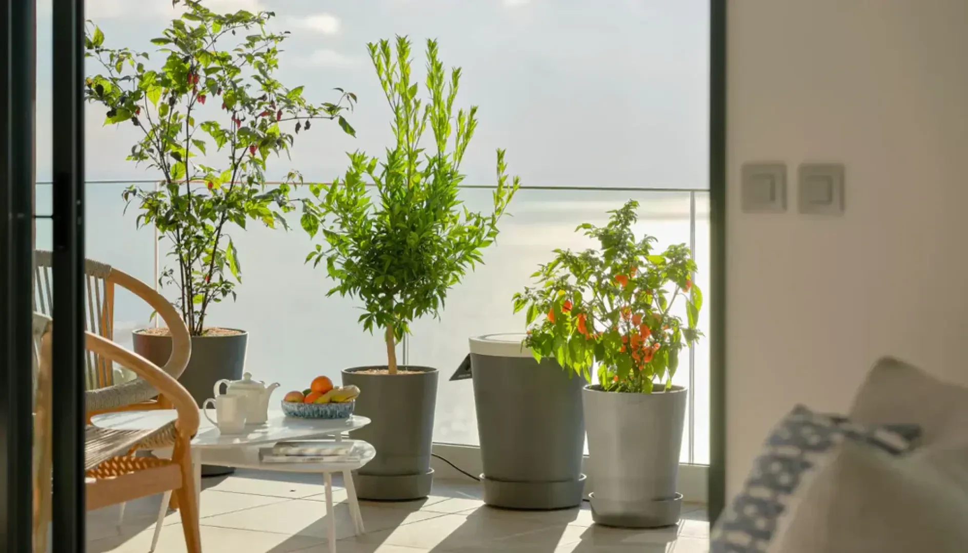 Ein Balkon mit drei Topfpflanzen an einem Glasgeländer, einem Korbstuhl und einem kleinen weißen Tisch mit einer Teekanne, einer Tasse und einer Schale mit Obst, der durch eine offene Schiebetür von der Sonne beschienen wird.