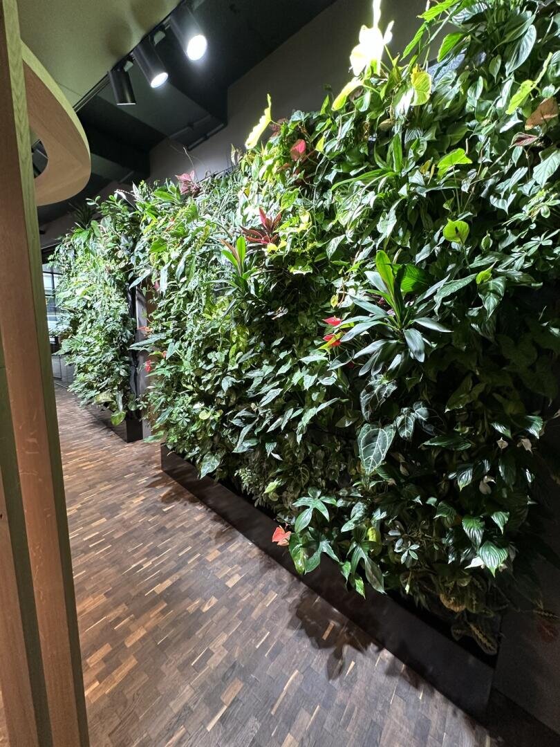 Ein üppiger vertikaler Garten mit einer Vielzahl von Grünpflanzen bedeckt eine Innenwand entlang eines Flurs mit Holzfußboden und Deckenbeleuchtung.