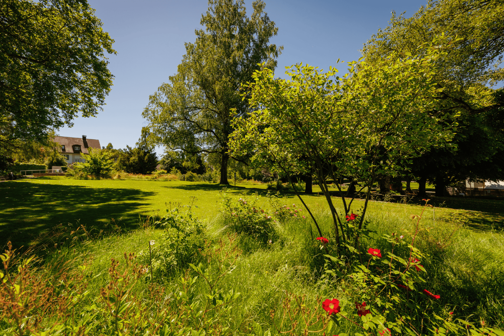 Ein sonnenbeschienener Park mit saftig grünem Gras, hohen Bäumen und ein paar roten Blumen im Vordergrund. Im Hintergrund ist teilweise ein Haus unter einem klaren blauen Himmel zu sehen.