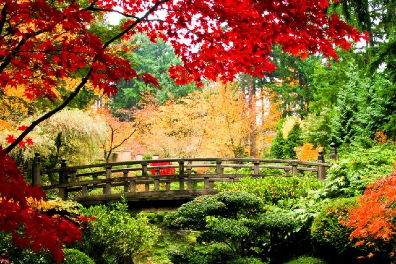 Eine hölzerne Bogenbrücke überspannt einen üppigen Garten mit leuchtend grünen Sträuchern und Bäumen, die leuchtend rote und orangefarbene Herbstblätter tragen. Die Szene ist friedlich und farbenfroh, mit dichtem Laub im Hintergrund.