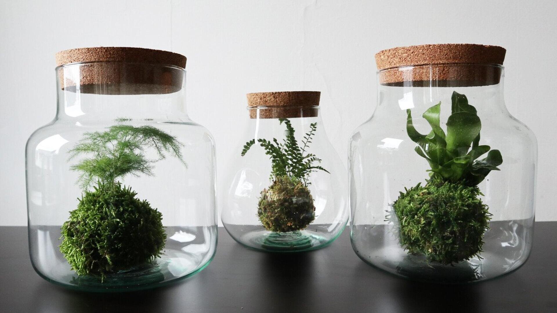 Three glass jars with cork lids each contain a moss ball and a small plant, arranged in a row on a black surface against a plain white background.