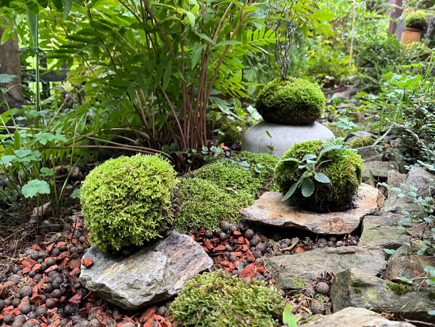 Mooskugeln und kleine Pflanzen sitzen auf flachen Steinen in einem üppigen Garten, umgeben von grünem Laub und Kieselsteinen, und bilden ein ruhiges, natürliches Arrangement.