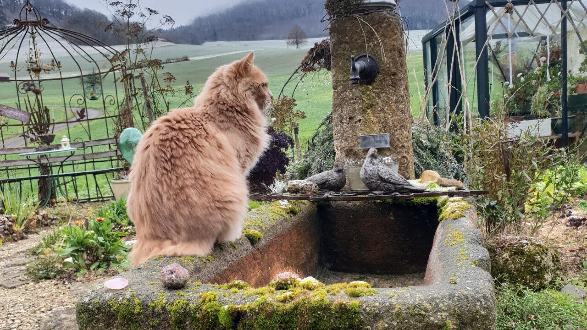 A fluffy orange cat sits on the edge of a mossy stone fountain in a garden, gazing at two bird statues. In the background are green fields, hills, and a greenhouse under a cloudy sky.