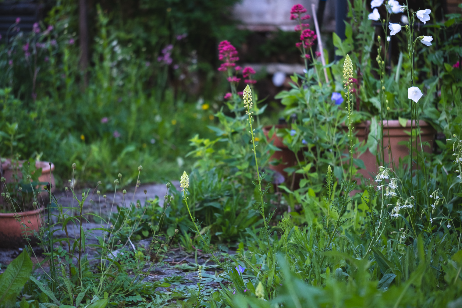 A garden with tall, green grass and various wildflowers, including pink, white and yellow flowers, growing alongside terracotta plant pots on a stone path. The scene is lush and slightly overgrown.
