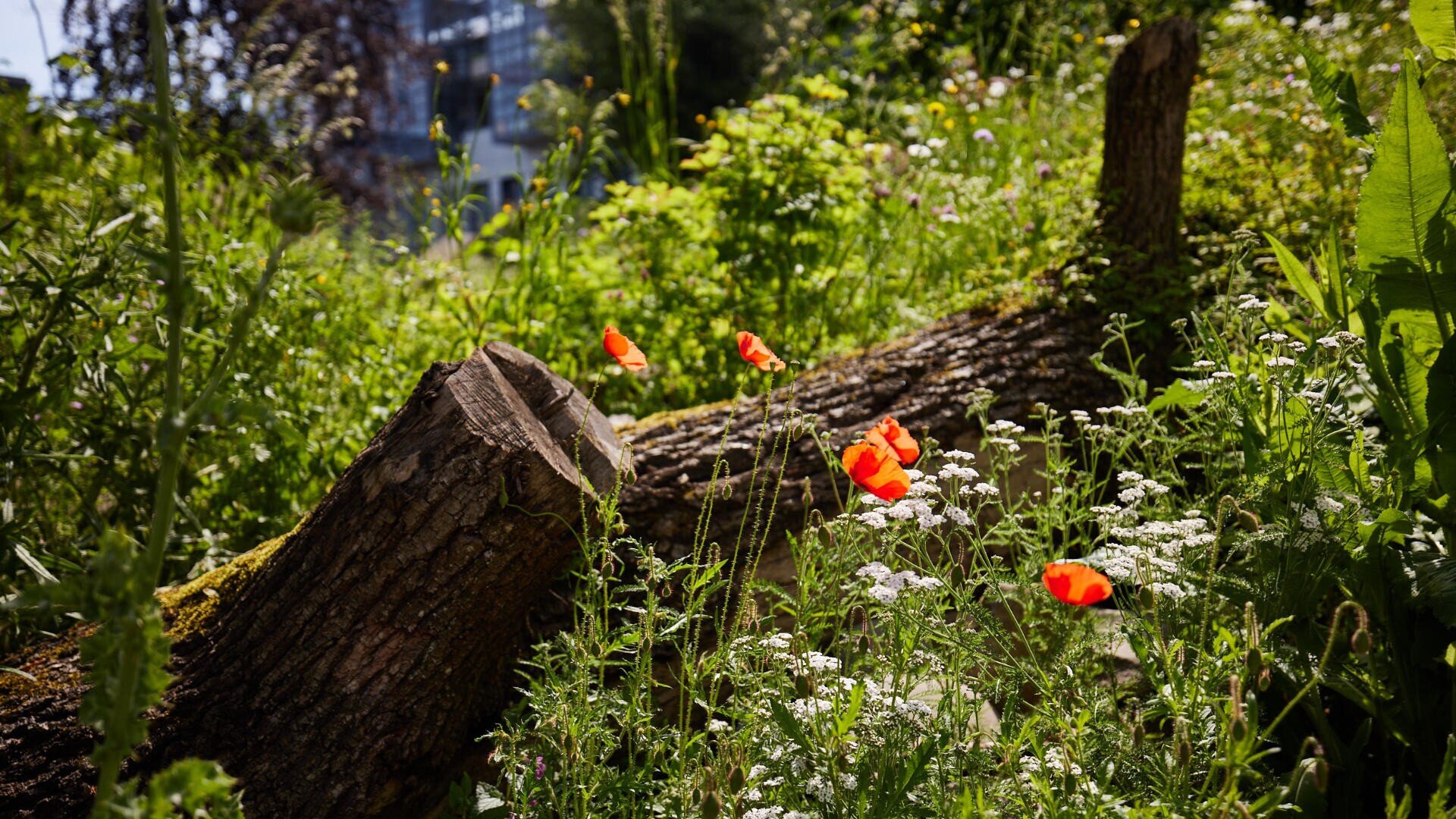Leuchtend rote Mohnblumen und kleine weiße Blüten wachsen neben einem moosbewachsenen, umgestürzten Baumstamm auf einer üppigen, sonnenbeschienenen grünen Wiese, mit verschwommenen Gebäuden und Laub im Hintergrund.