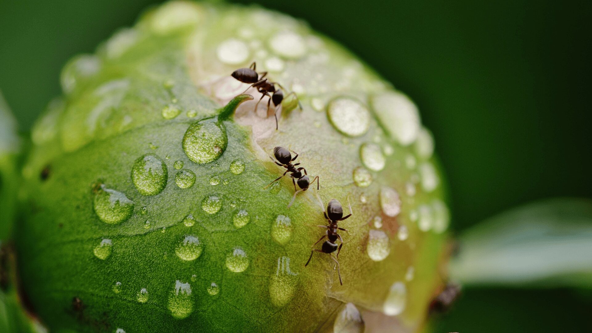 Nahaufnahme von drei Ameisen, die auf einer grünen, runden Pflanzenknospe laufen, die mit Wassertropfen bedeckt ist, mit einem weichen grünen Hintergrund.