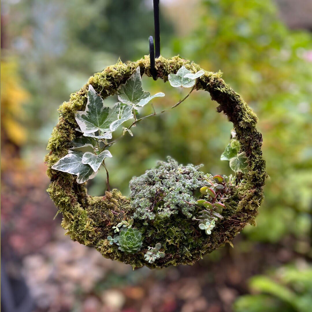 Ein kreisförmiger, mit Moos bewachsener Kranz, der im Freien hängt, verziert mit kleinen grünen und bunten Sukkulenten und Efeu, mit einem verschwommenen Gartenhintergrund.