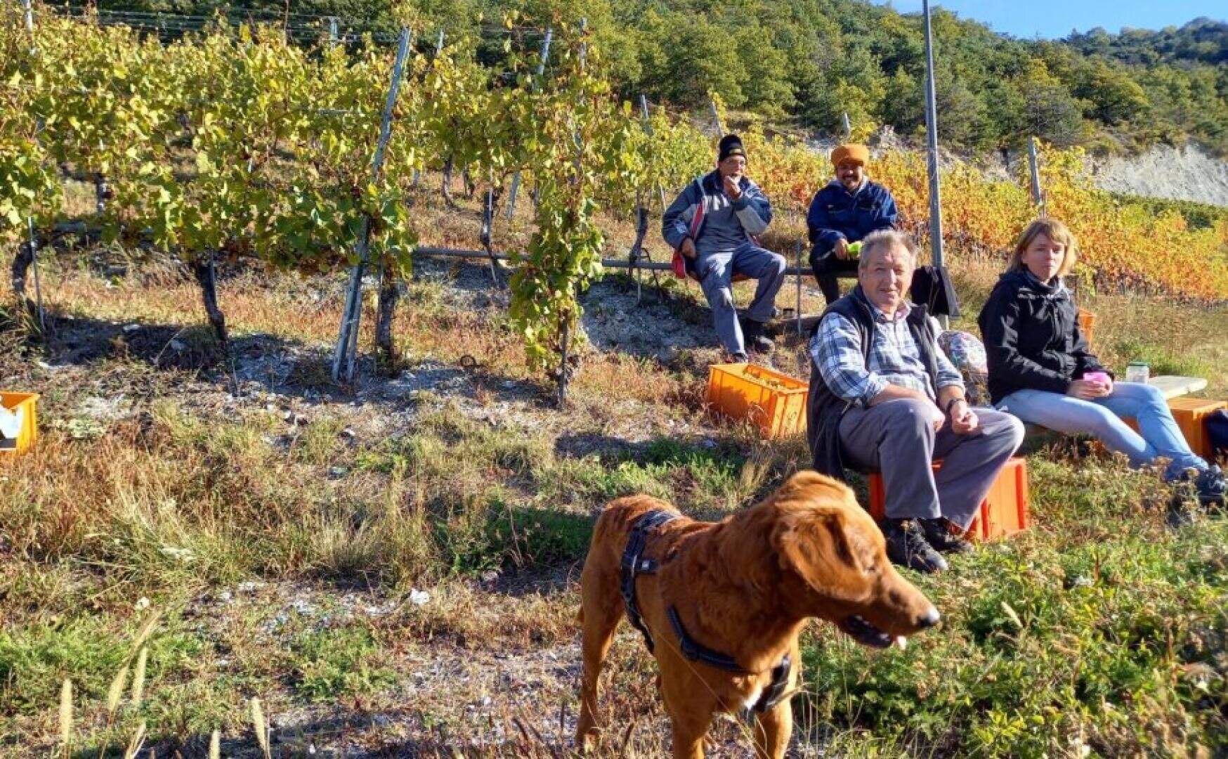 Four people sit on orange crates in a sunny vineyard, surrounded by grapevines and greenery. A brown dog wearing a harness stands in the foreground. The group appears relaxed and outdoorsy.