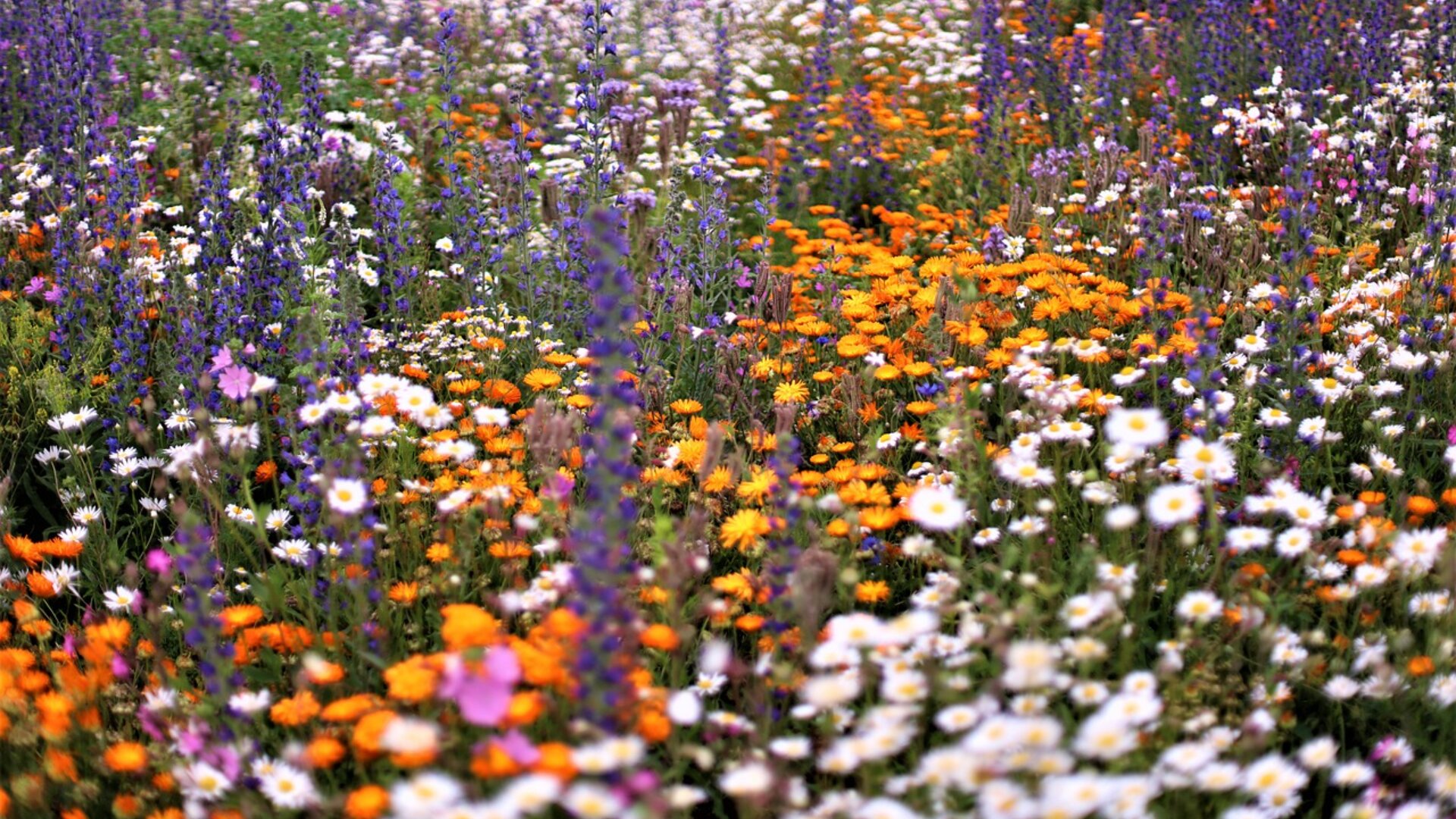 Eine leuchtende Wildblumenwiese mit blühenden orangefarbenen, weißen, violetten und rosa Blumen, die eine farbenfrohe, dichte und natürliche Landschaft bilden.