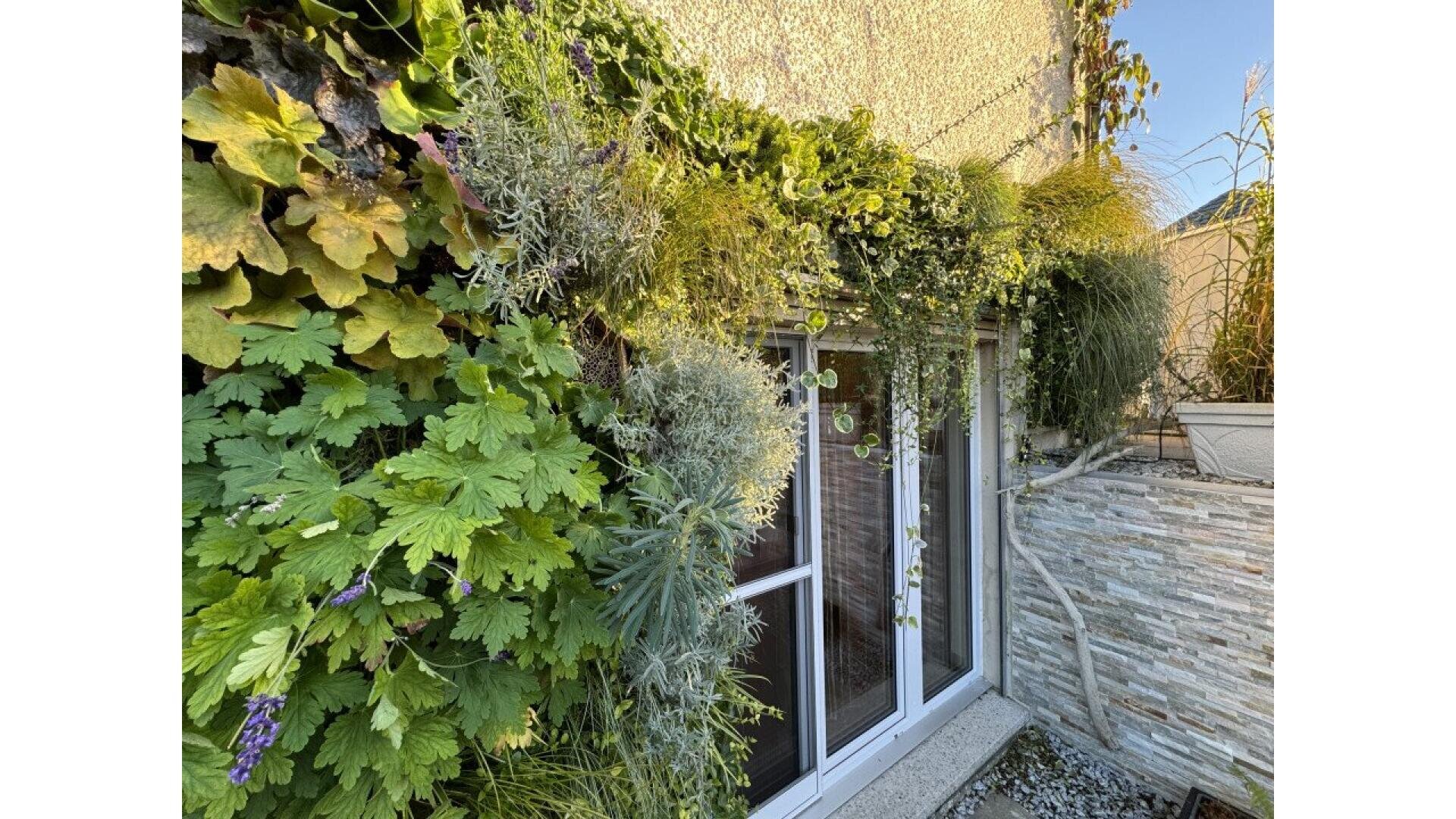 A lush vertical garden with various green plants grows on a wall above a set of glass doors, with sunlight illuminating the foliage. A stone planter and rocks are visible in the corner.