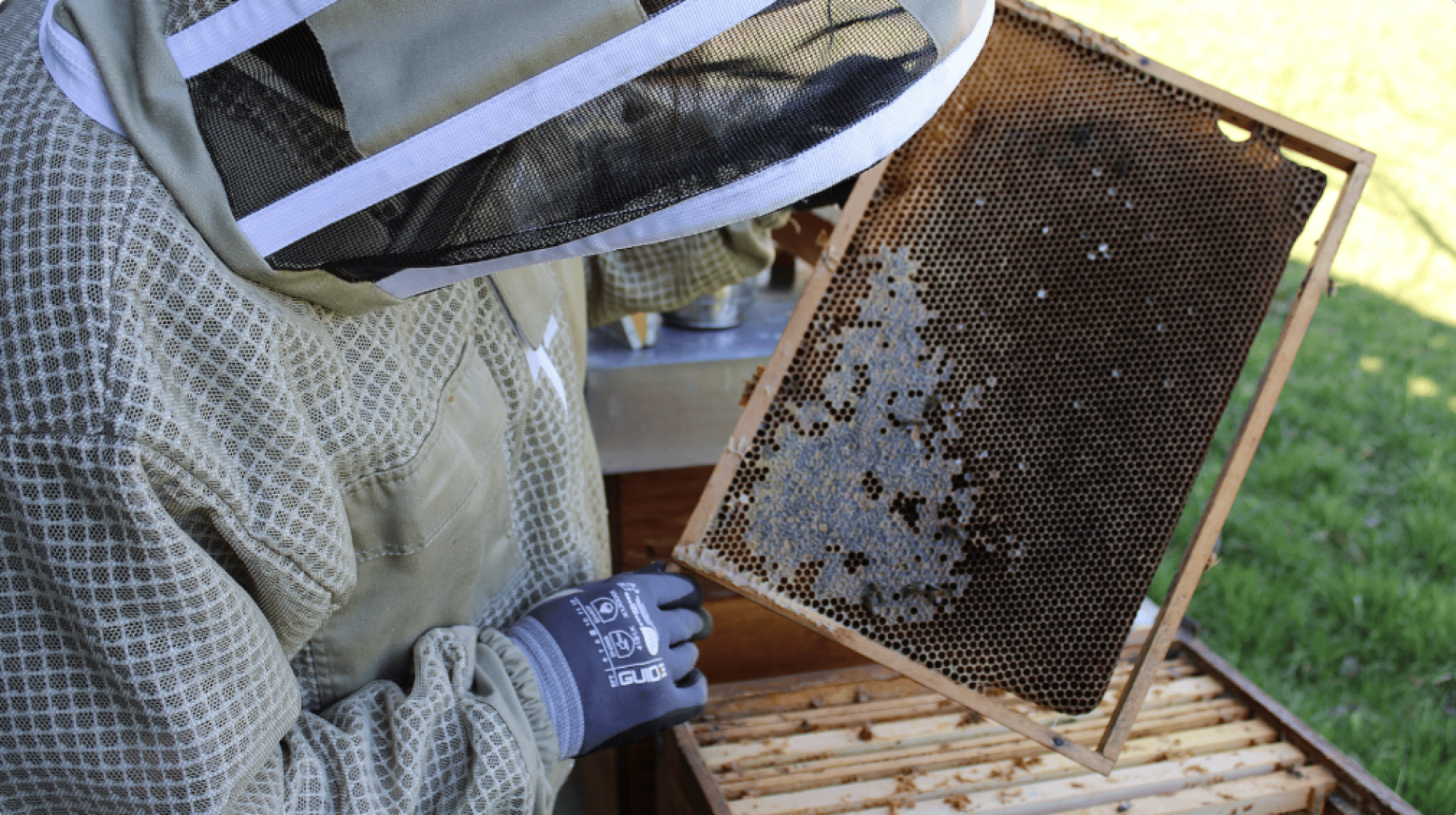 A beekeeper wearing protective clothing and gloves inspects a honeycomb frame from a beehive; the frame has some honey and bees visible on it.