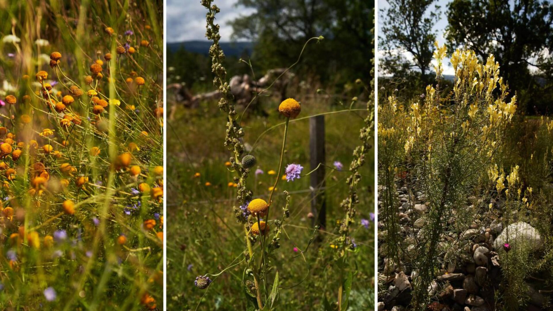 Drei nebeneinander liegende Fotos zeigen Wildblumen, Gräser und gelbe Blüten, die auf einer sonnigen, natürlichen Wiese mit Bäumen und blauem Himmel im Hintergrund wachsen.