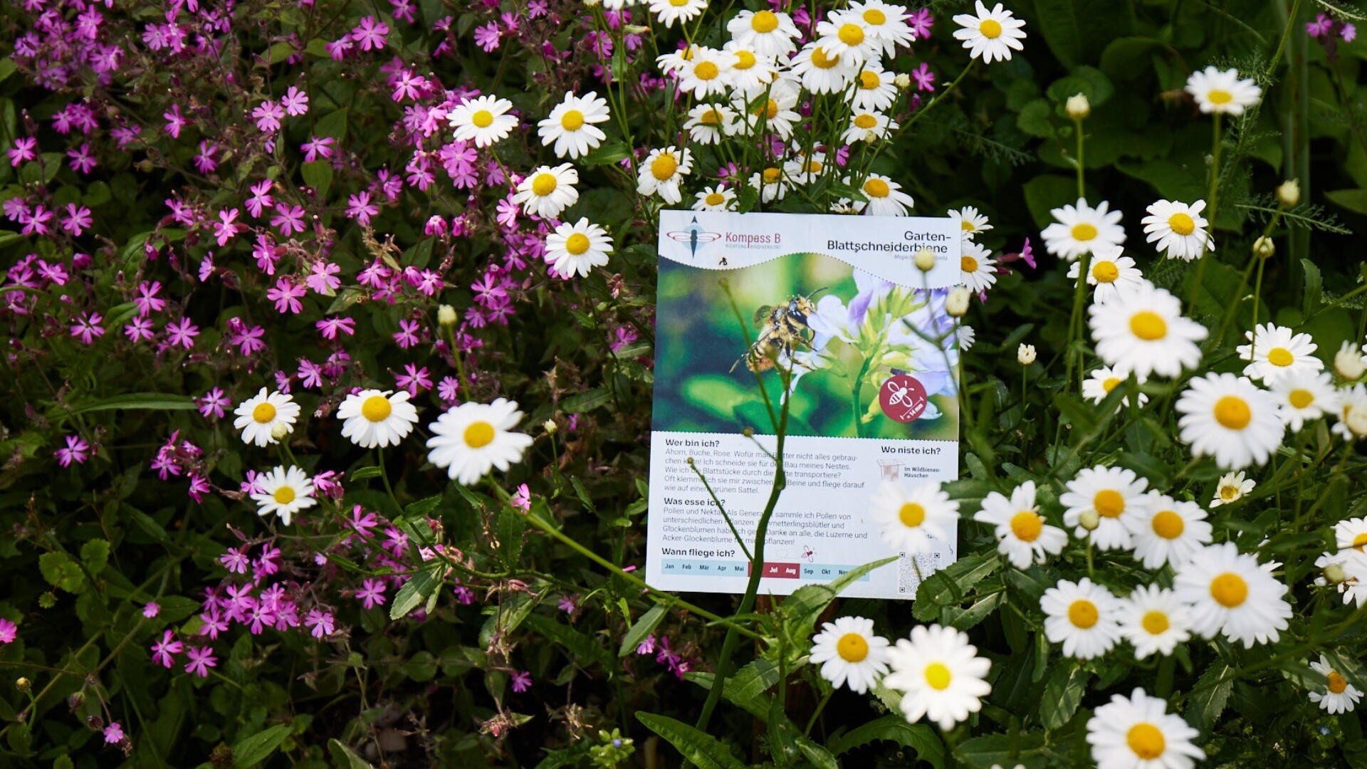 Zwischen blühenden weißen Gänseblümchen und rosafarbenen Wildblumen in einem üppig grünen Garten steht ein Flyer über bienenfreundliche Gartenarbeit.
