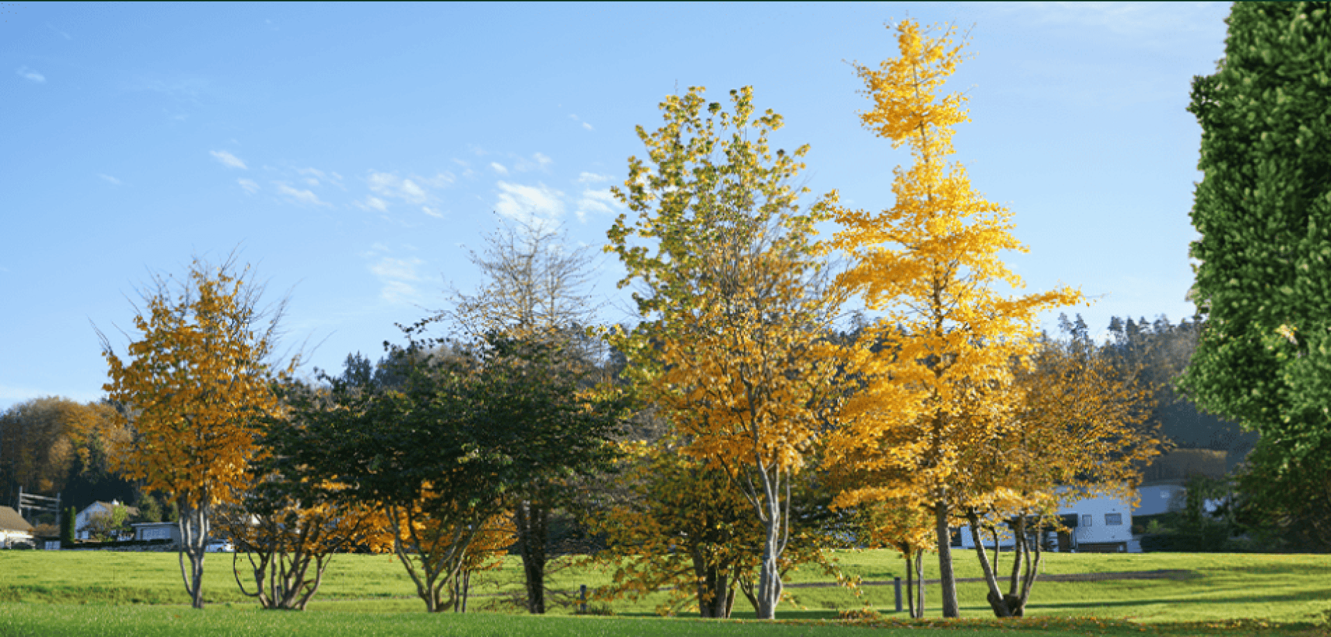 Eine Reihe von Bäumen mit grünen und gelben Herbstblättern steht auf einem grasbewachsenen Rasen unter einem klaren blauen Himmel, im Hintergrund sind Häuser und ein Waldgebiet zu sehen.