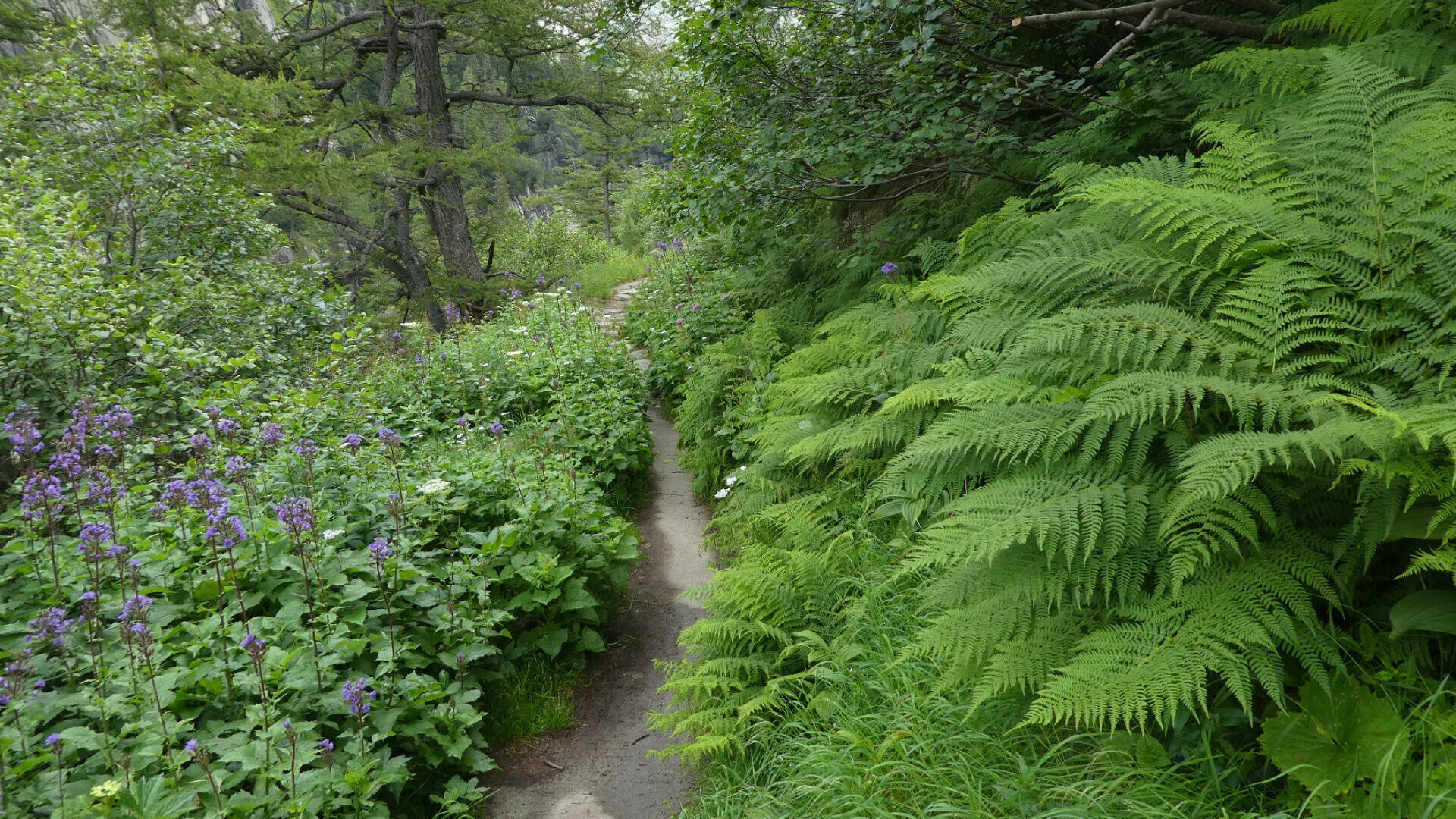 Ein schmaler, unbefestigter Weg schlängelt sich durch üppiges Grün, mit dichten Farnen und Blattpflanzen auf beiden Seiten. Entlang des Weges blühen lilafarbene Wildblumen, und die Bäume wölben sich über dem Weg und schaffen eine schattige, friedliche Waldszene.