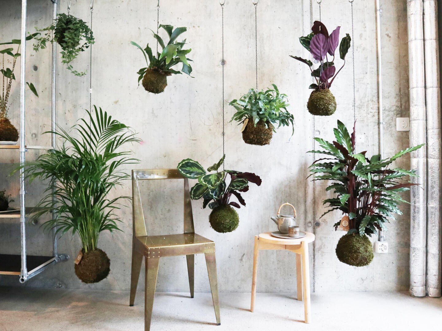 Several Kokedama plants (moss balls) are hung on strings in front of a concrete wall. Below the hanging plants are a metal chair and a small round table with a teapot and a cup.