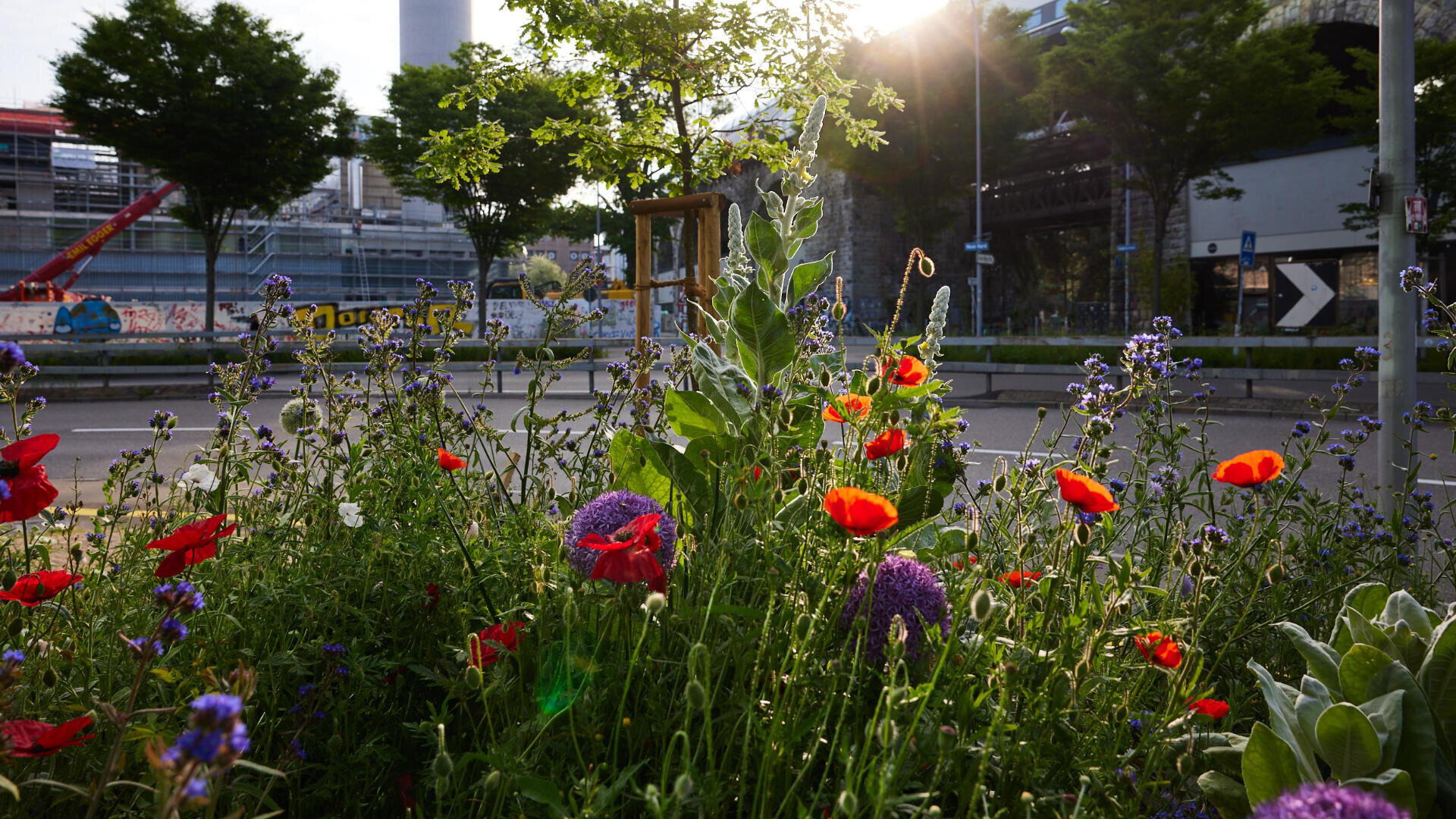 Eine Stadtstraße mit Wildblumen im Vordergrund, darunter rote Mohnblumen und violette Blüten, mit Bäumen, Sonnenlicht und Industriegebäuden im Hintergrund.